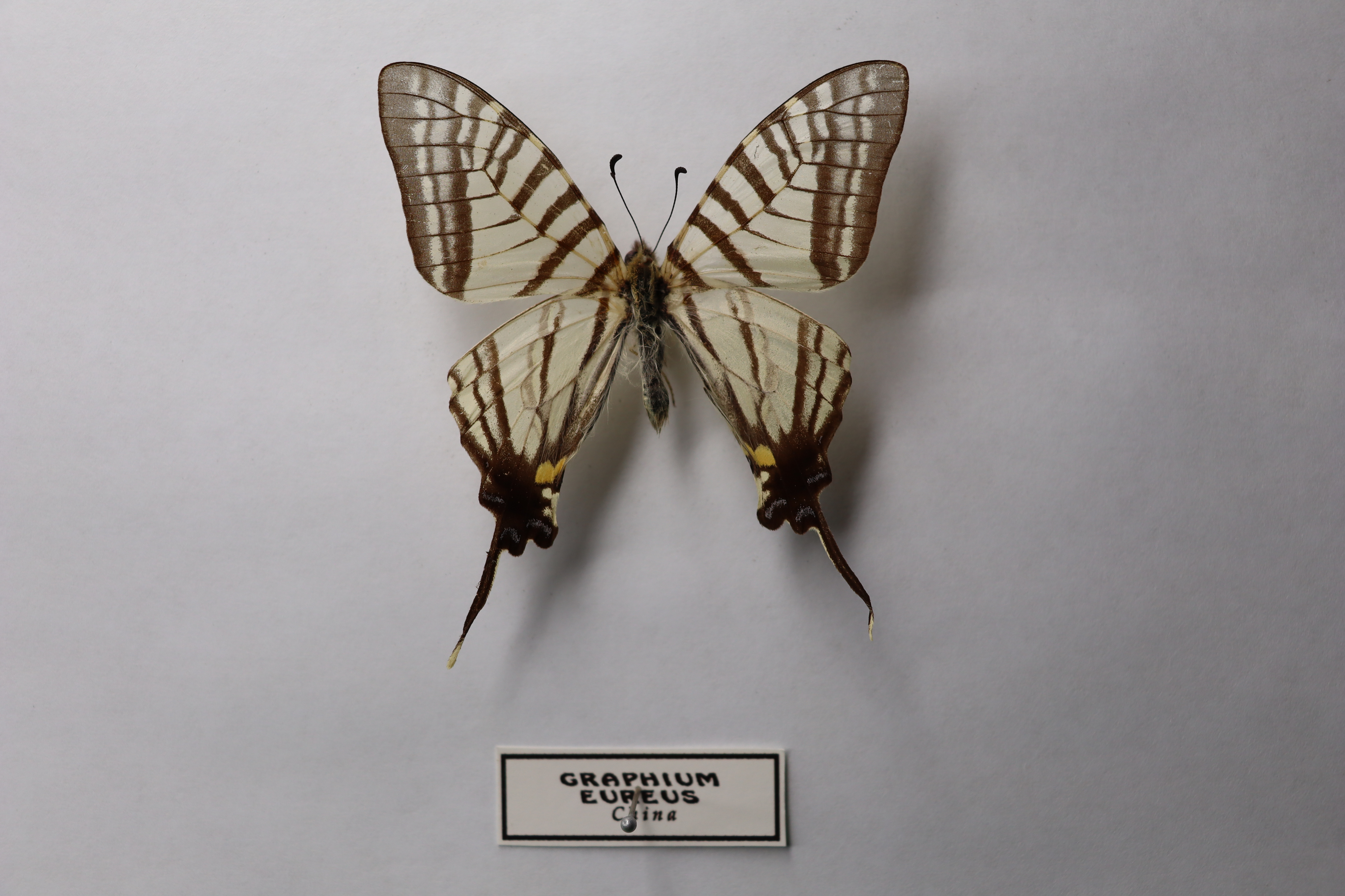 Graphium eurous (известная как шестиполосый меченосец) 