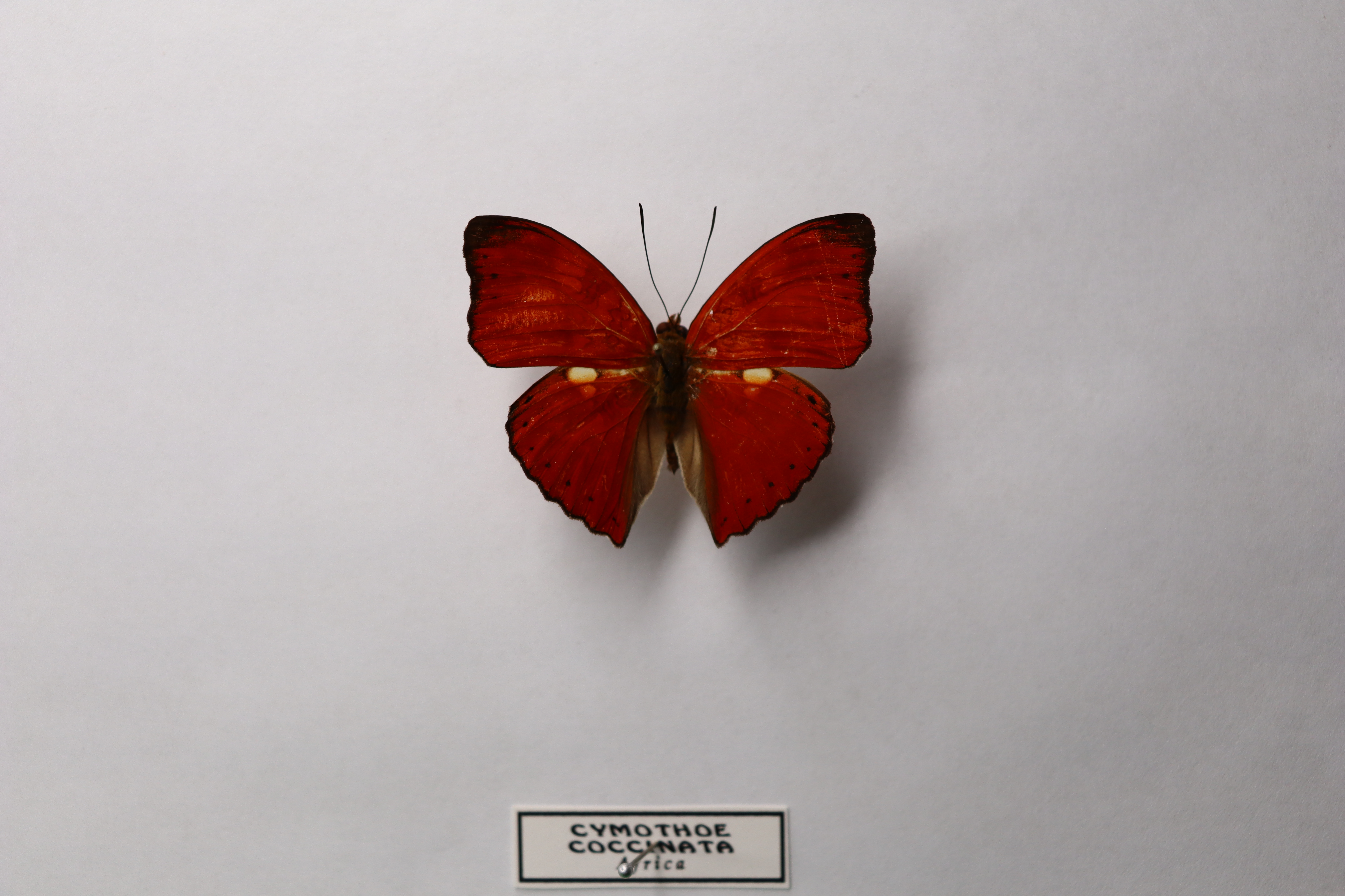 Cymothoe coccinata