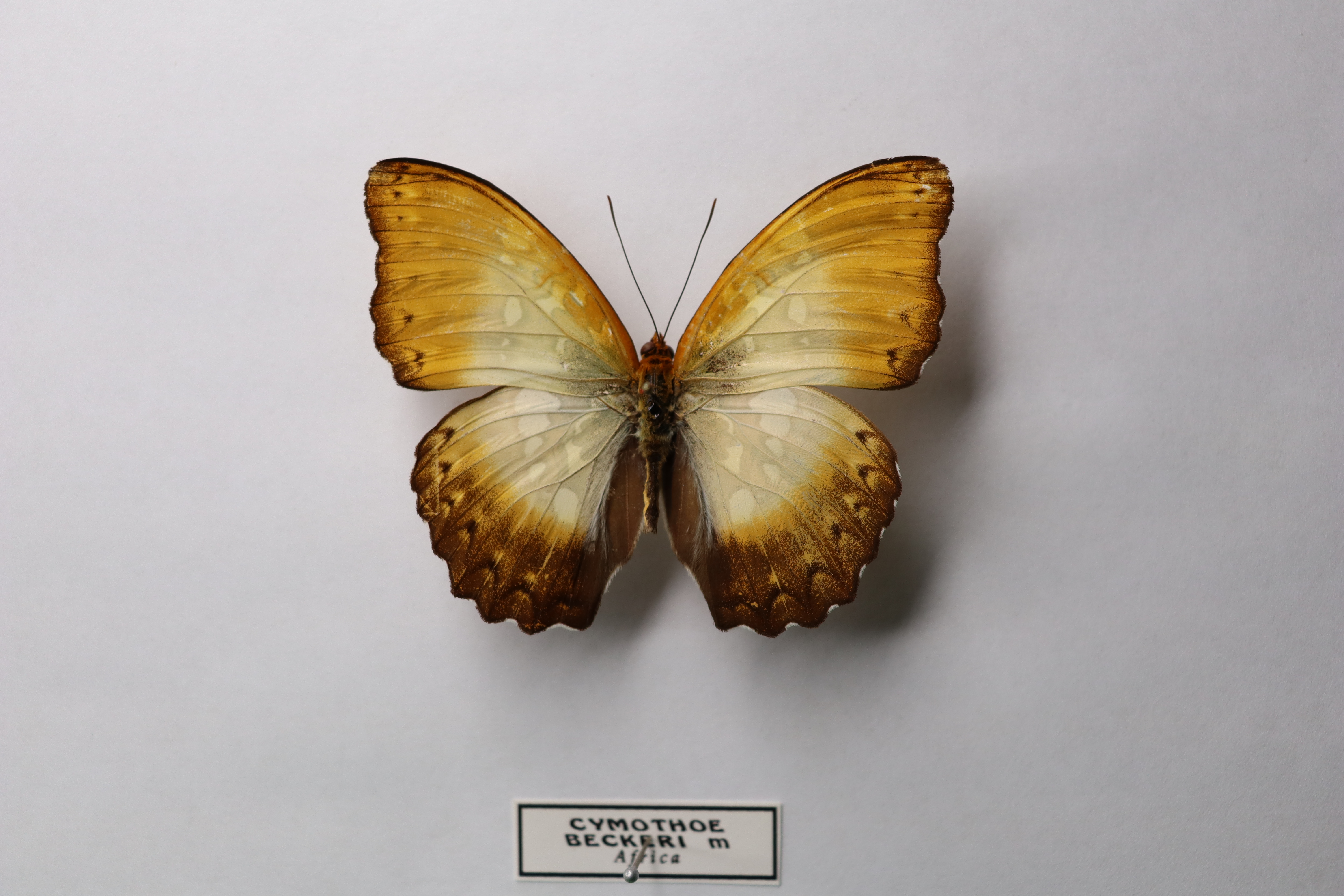 Cymothoe beckeri M (Африка)