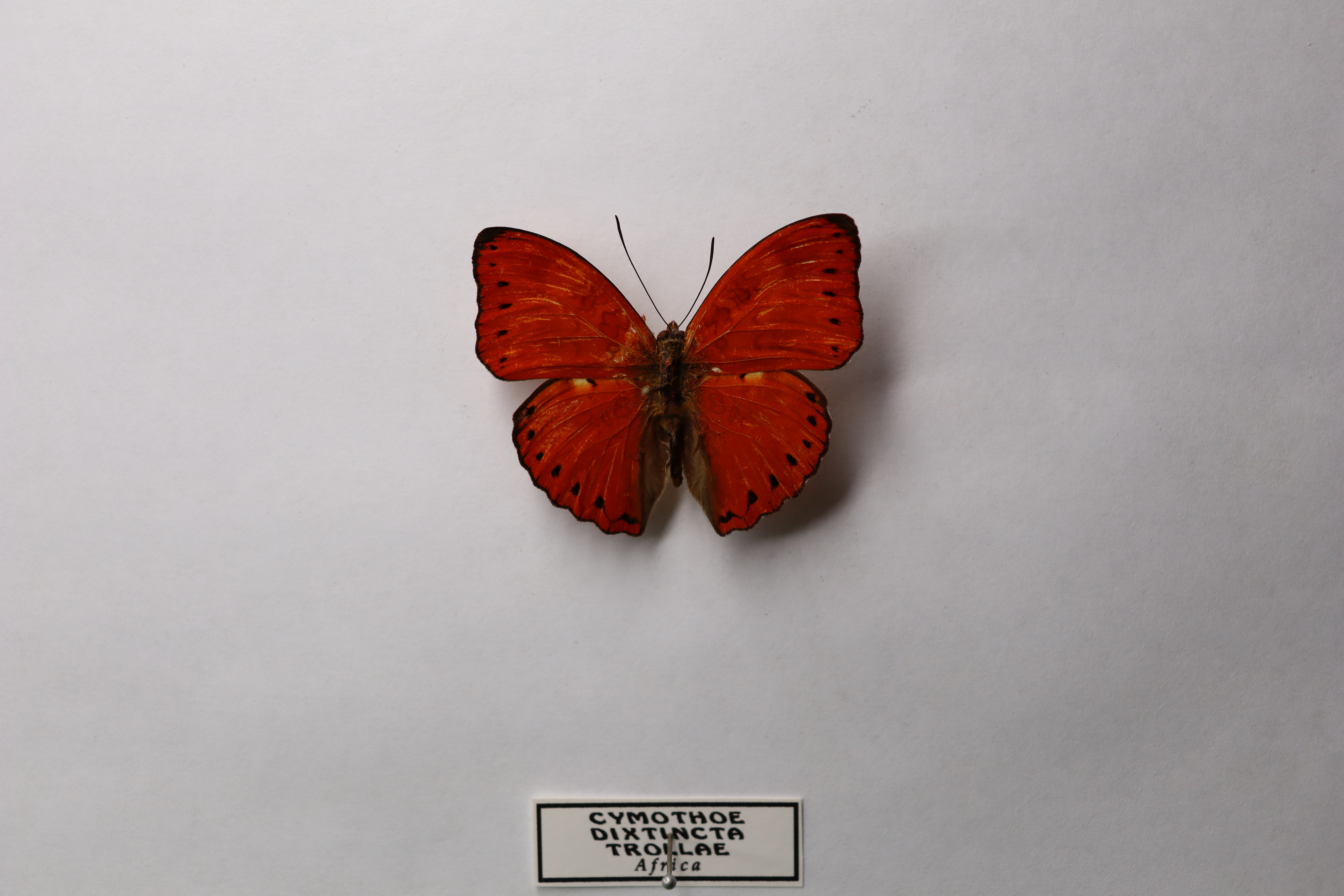 Cymothoe distincta trollae