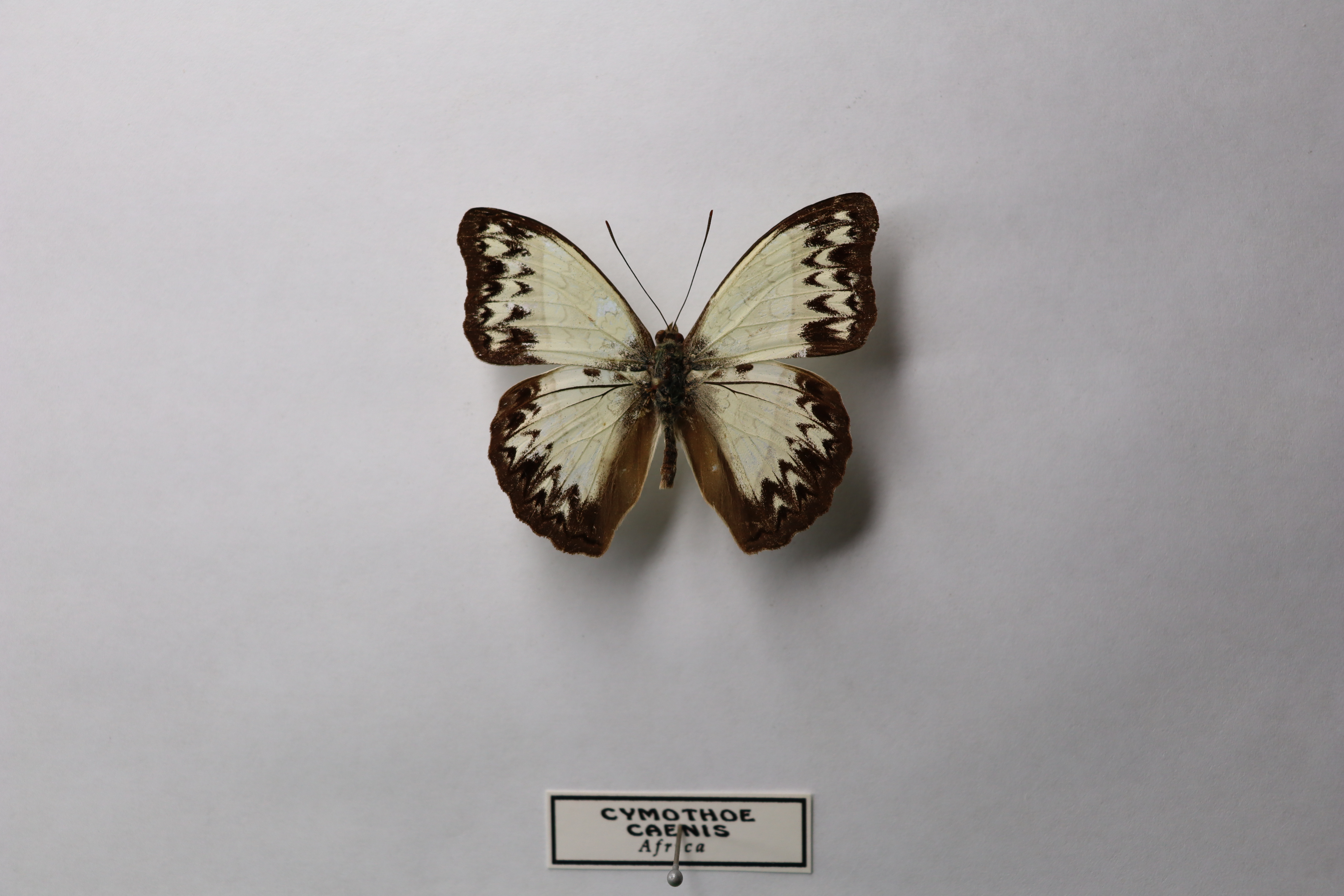 Cymothoe caenis