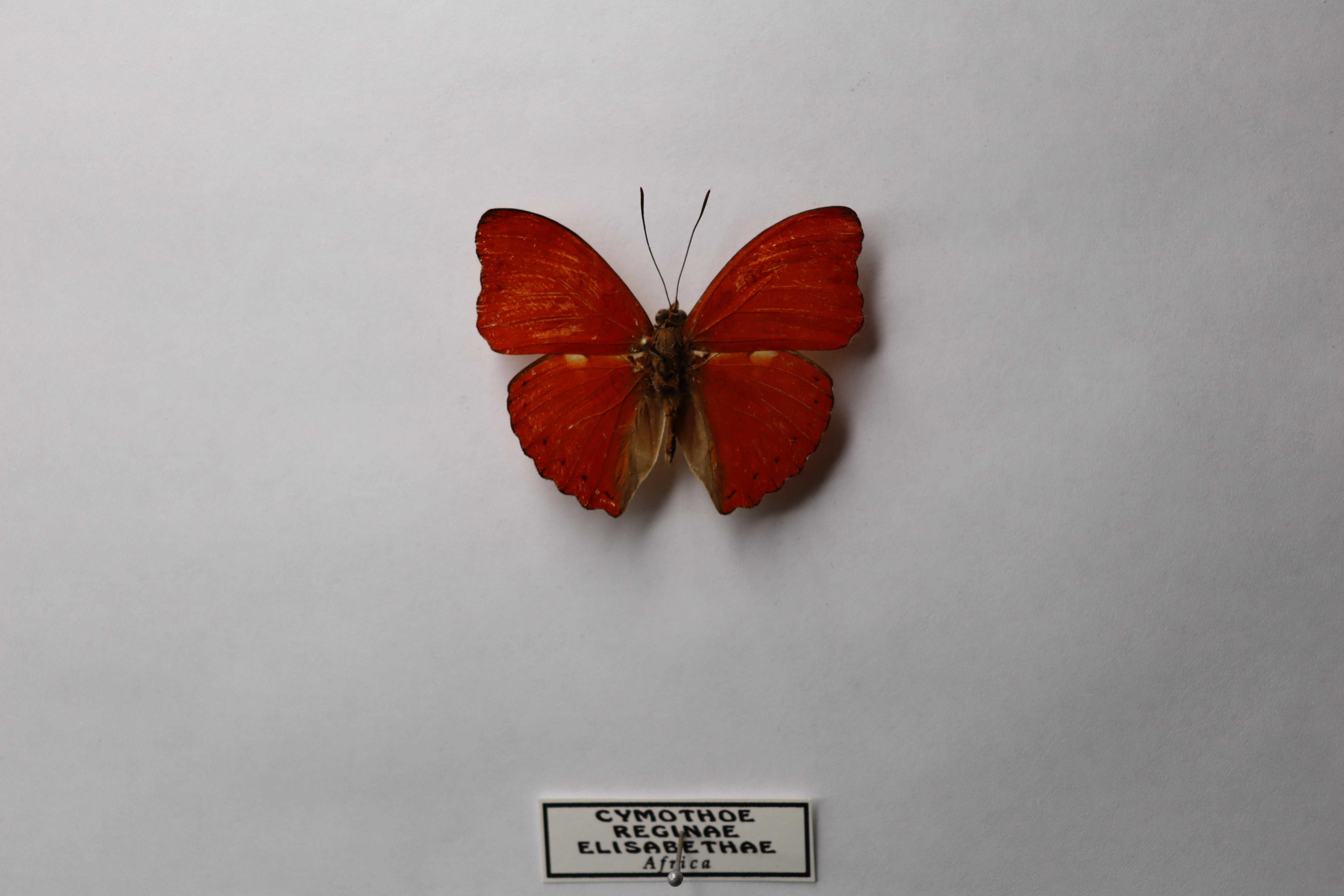 Cymothoe reginae elisabethae