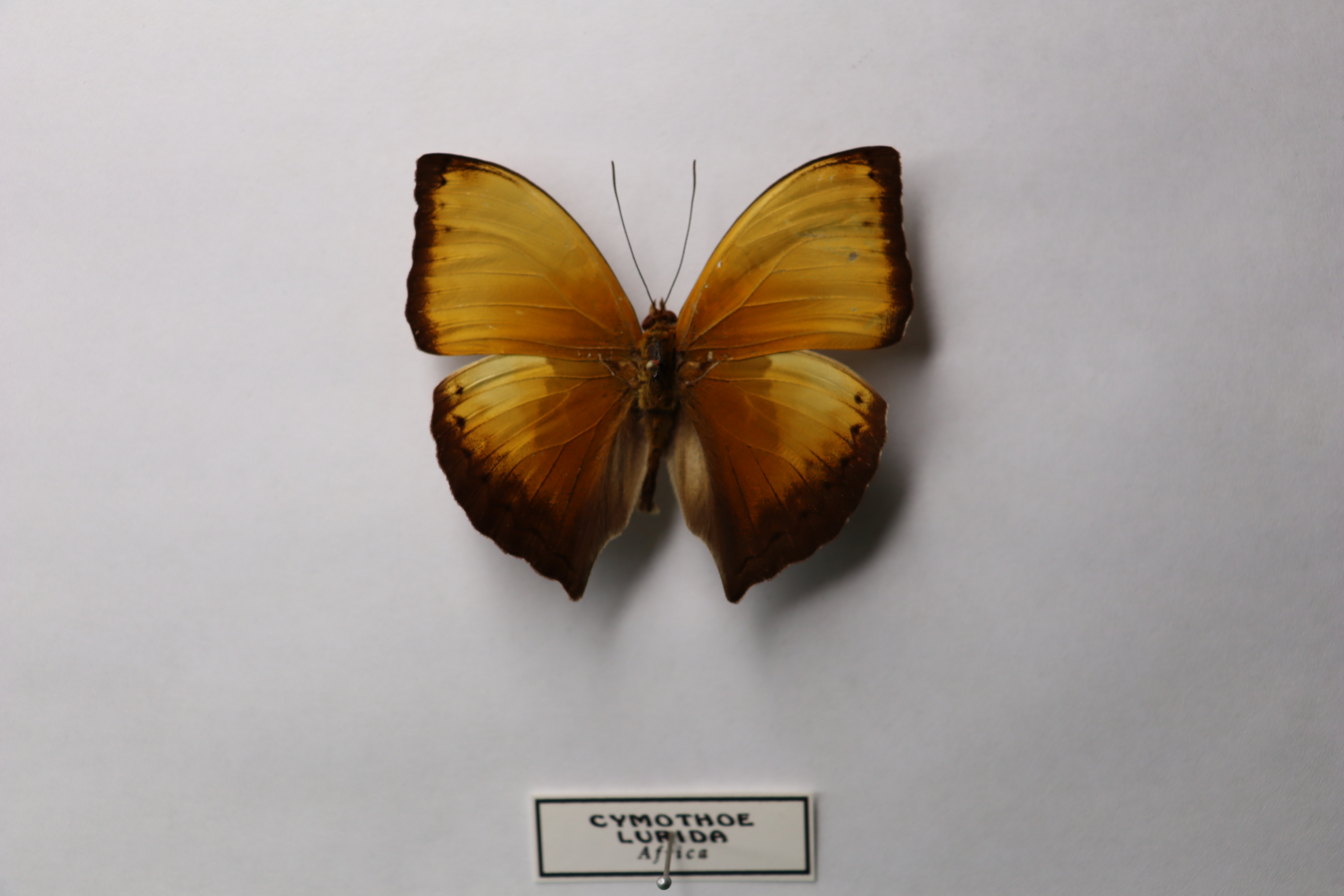 Cymothoe lurida