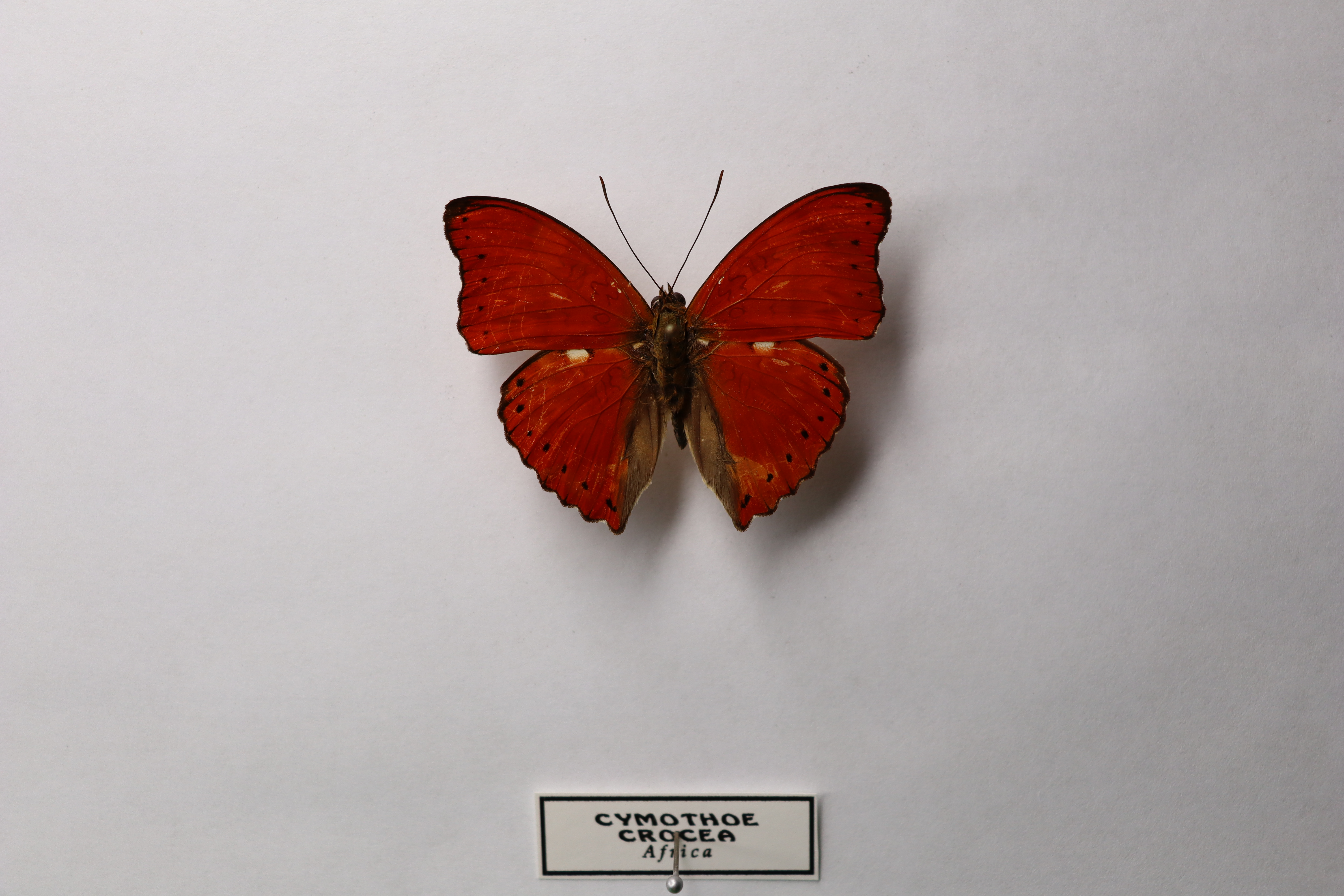 Cymothoe crocea
