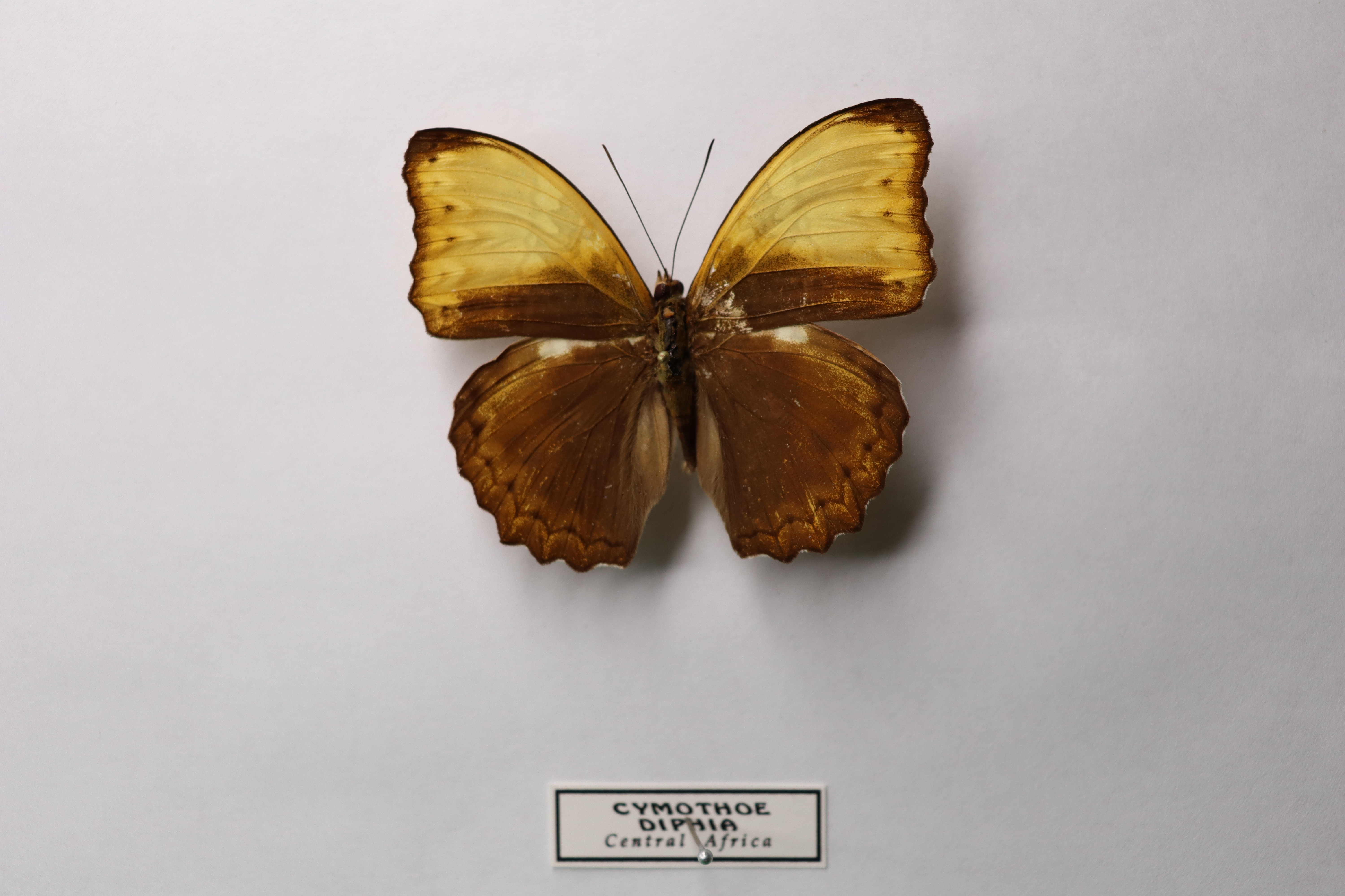 Cymothoe diphia