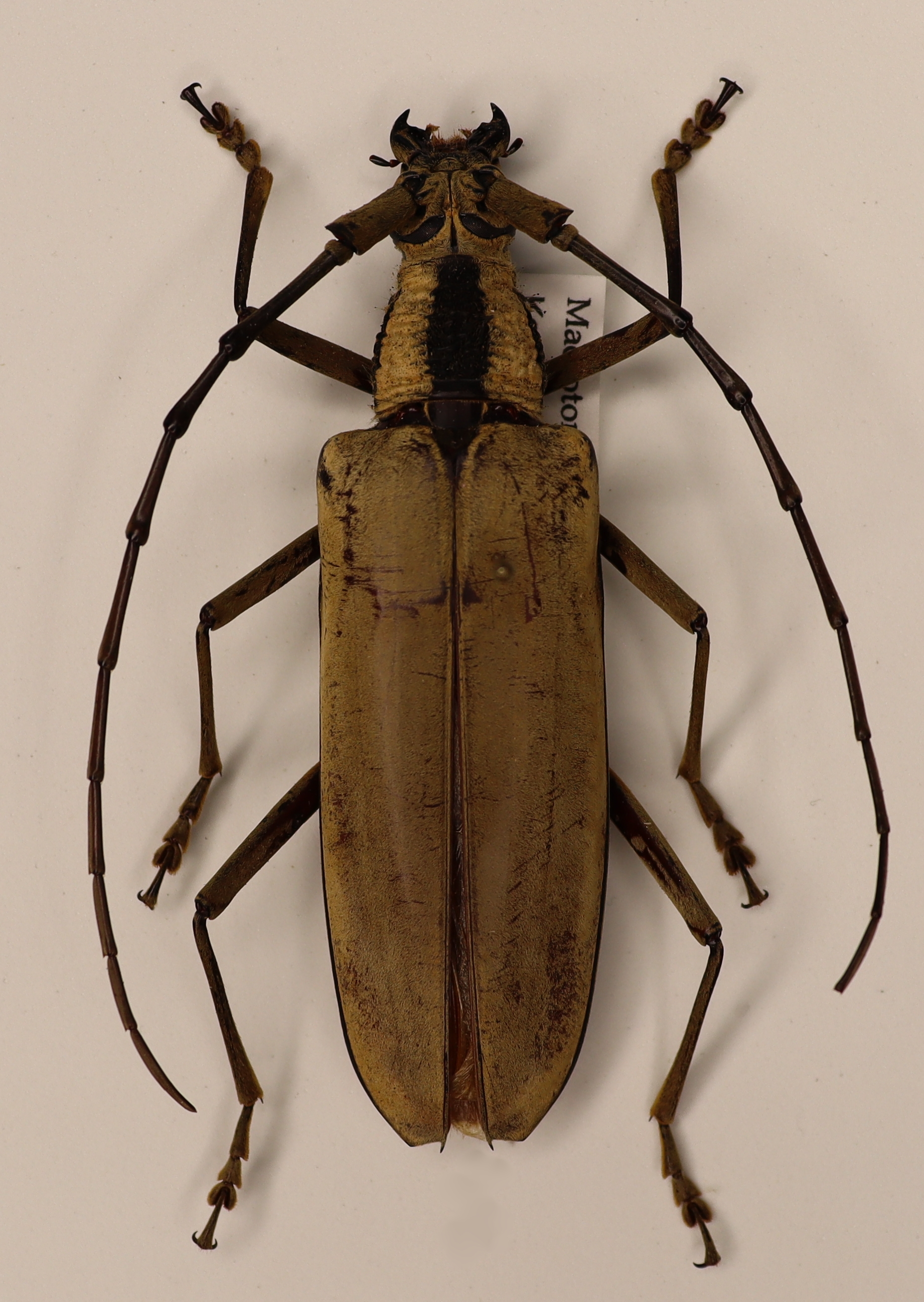 Macrotoma Pascoei Malaysia