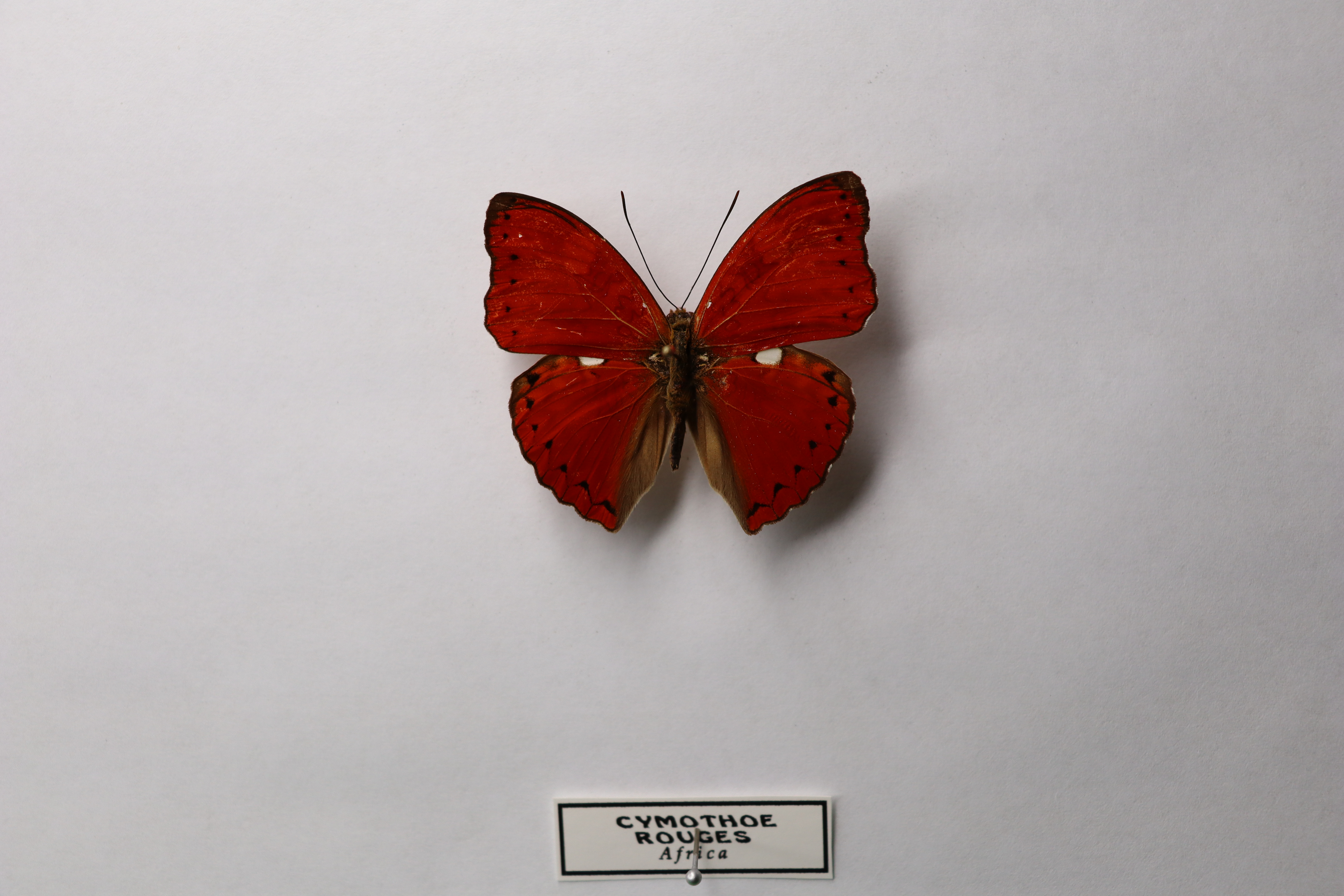 Cymothoe Roges 
