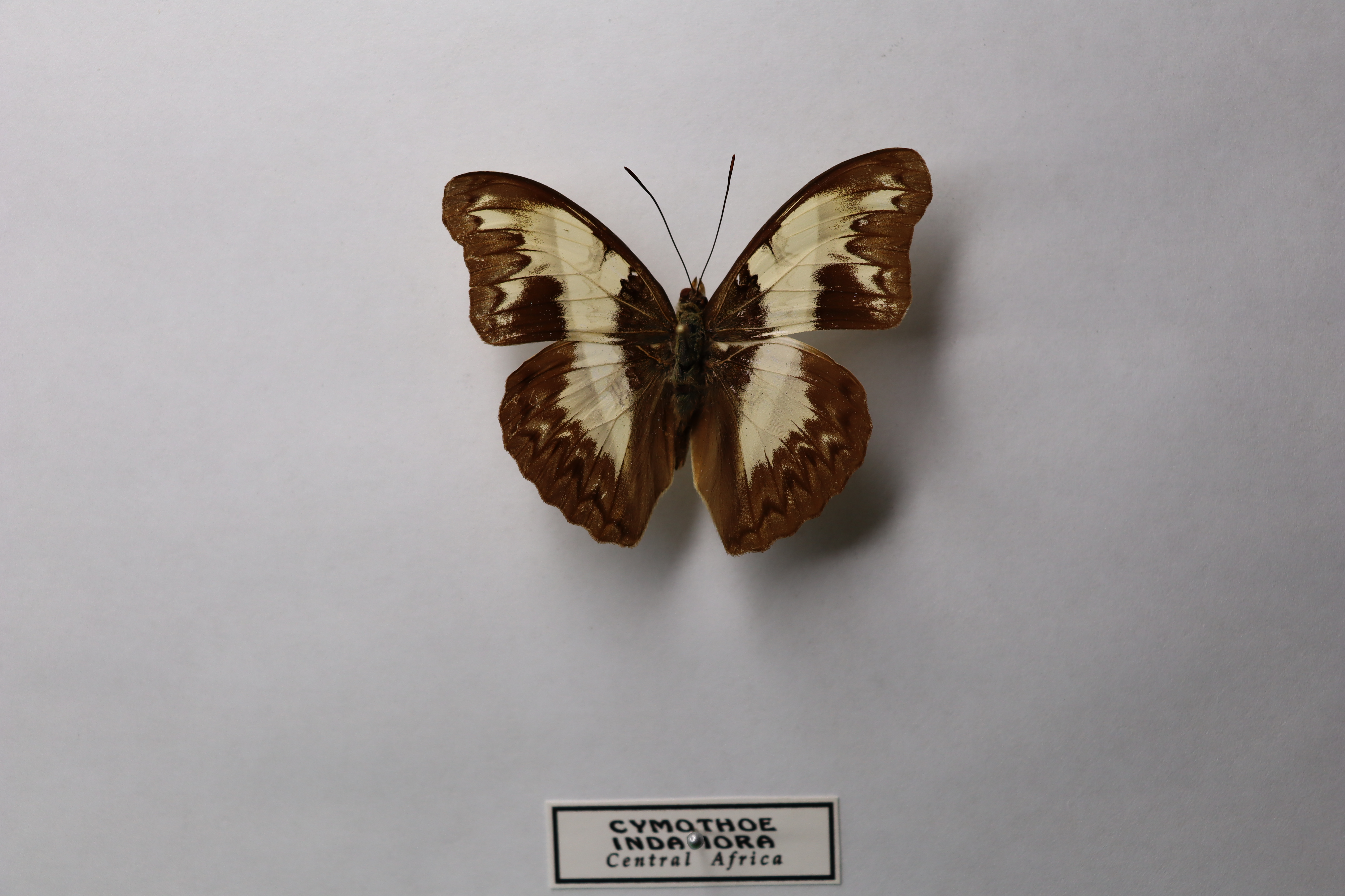 Cymothoe indamora