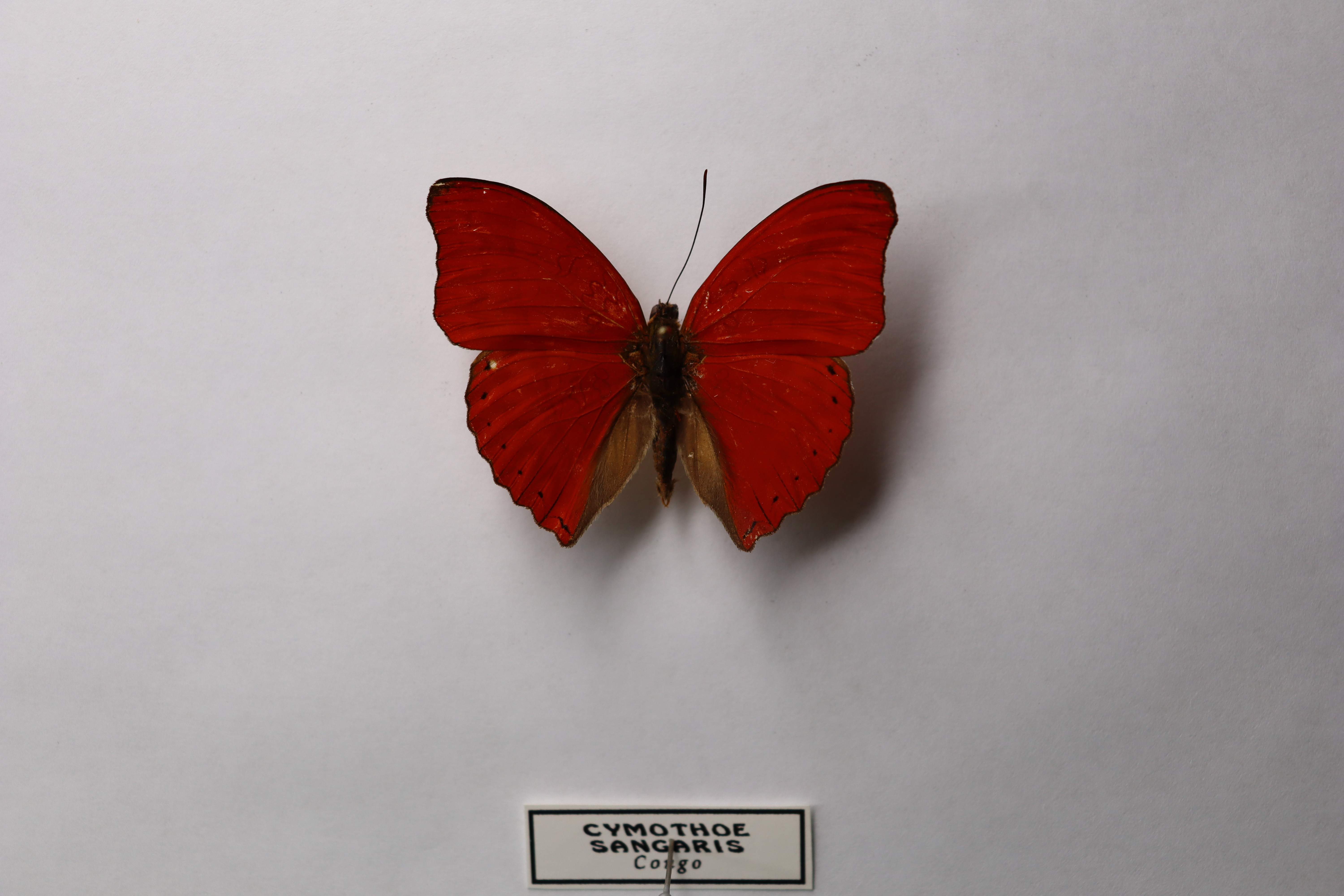 Cymothoe sangaris