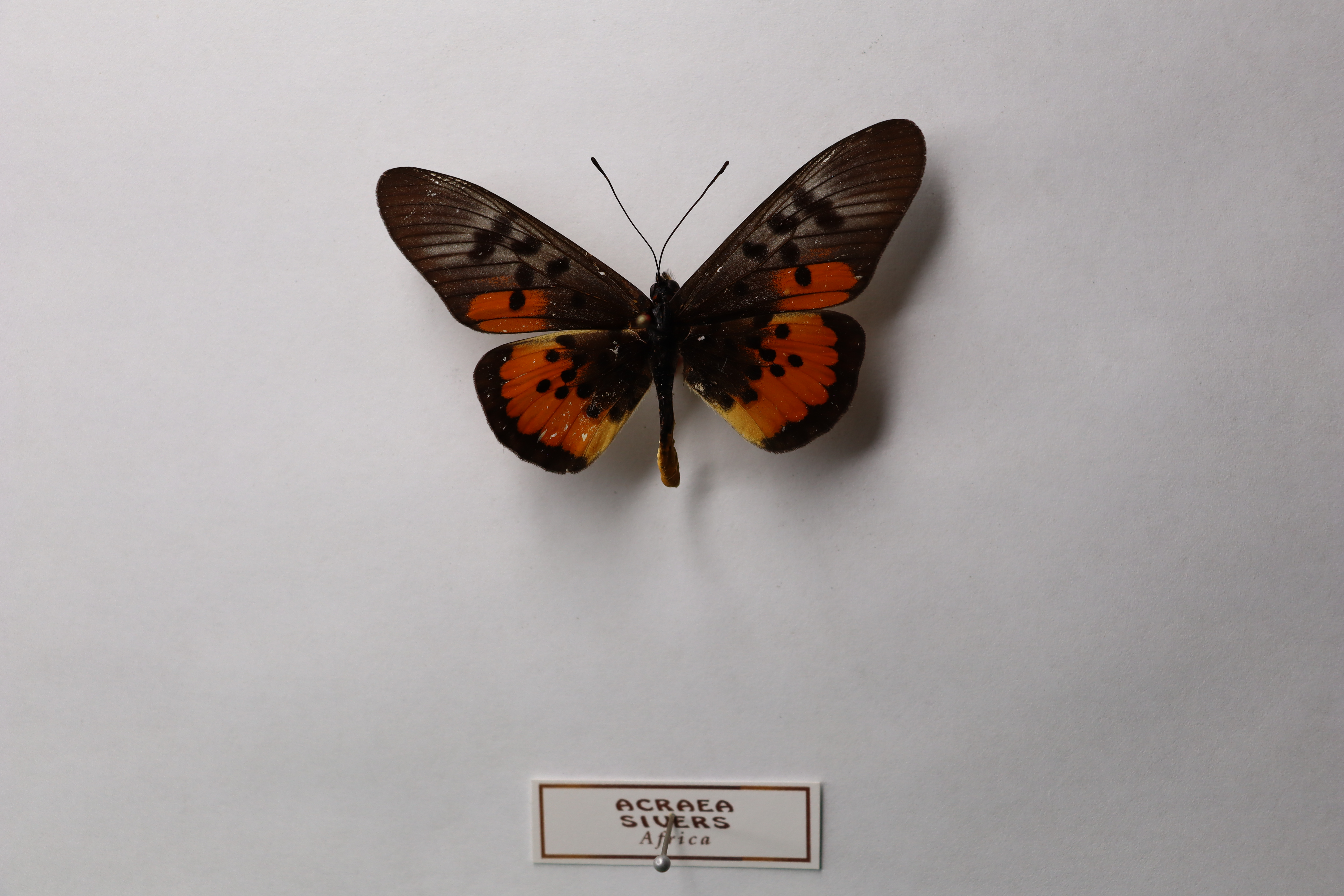 Acraea siversi 