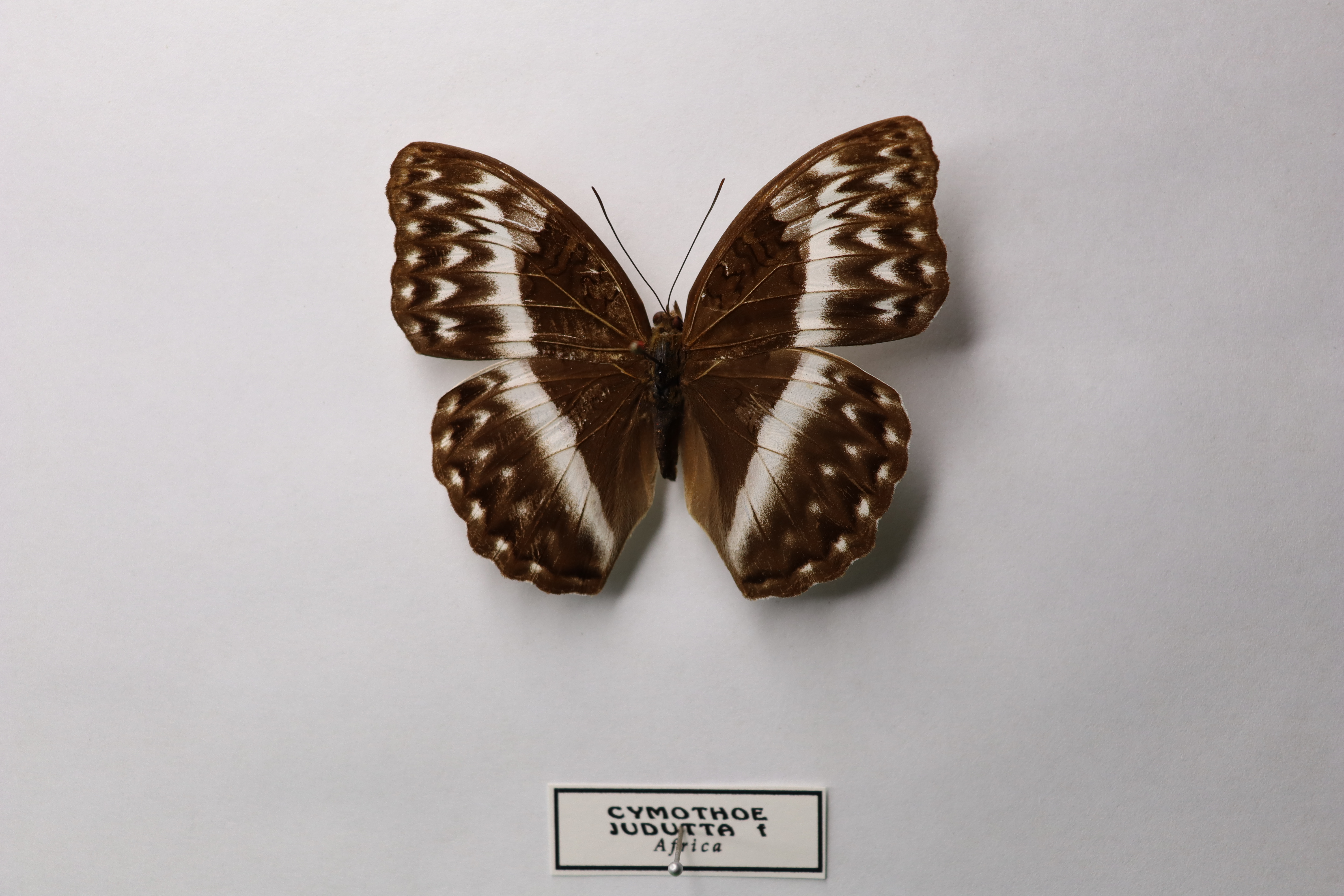 Cymothoe judutta (Jodutta Glider) 