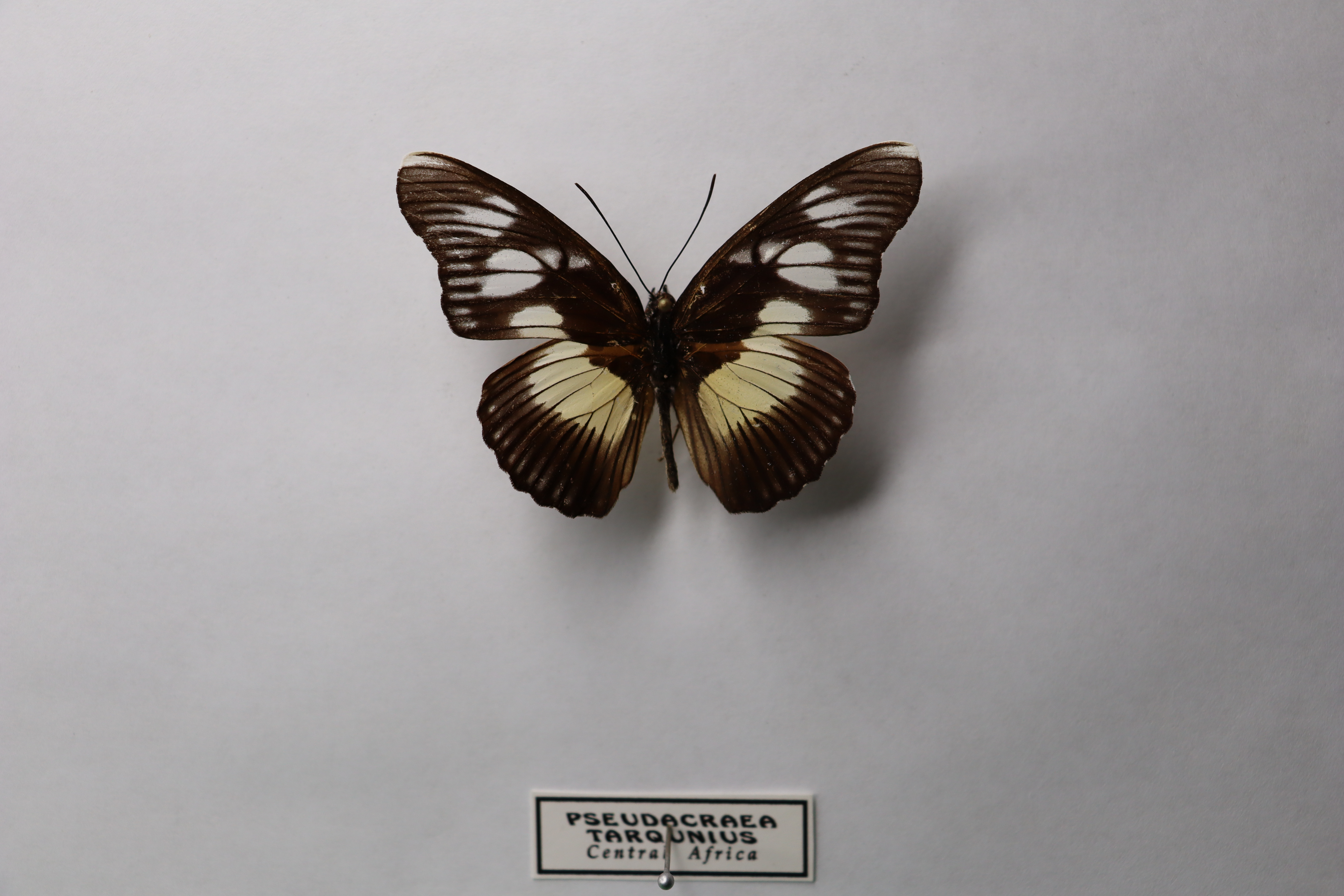 Pseudacraea tarquinis