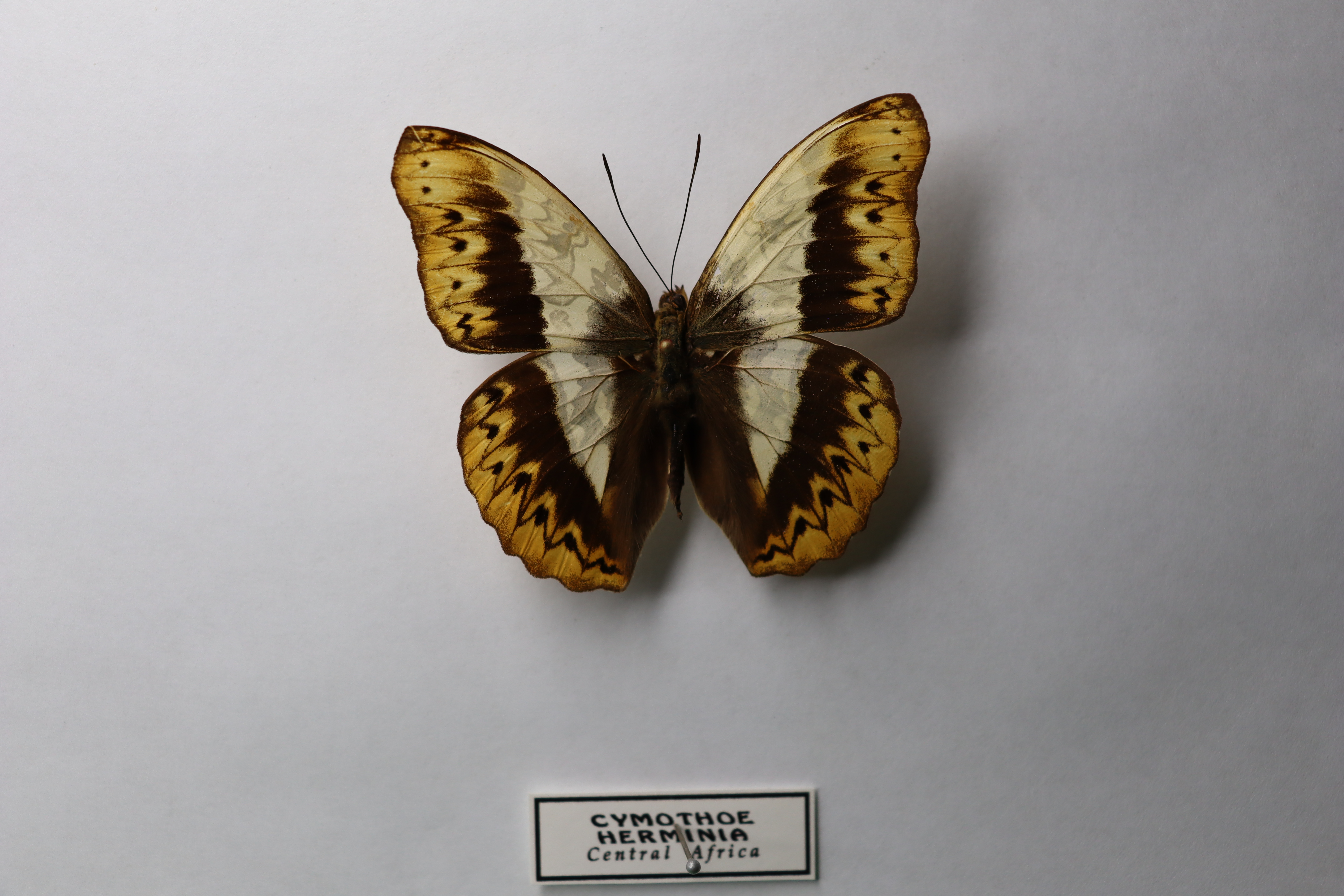 Cymothoe herminia 