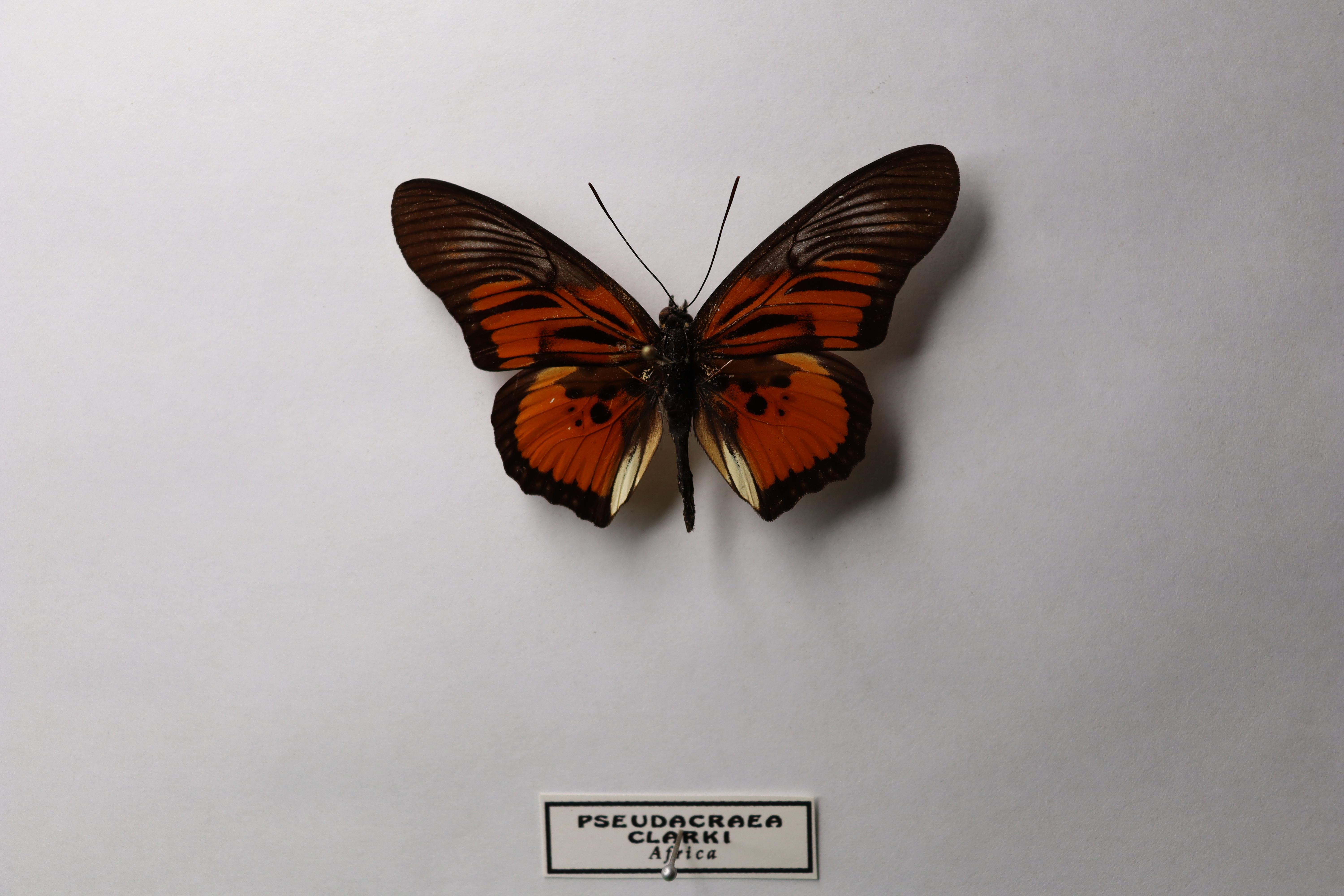 Pseudacraea clarki (Ложная акрея Кларка)