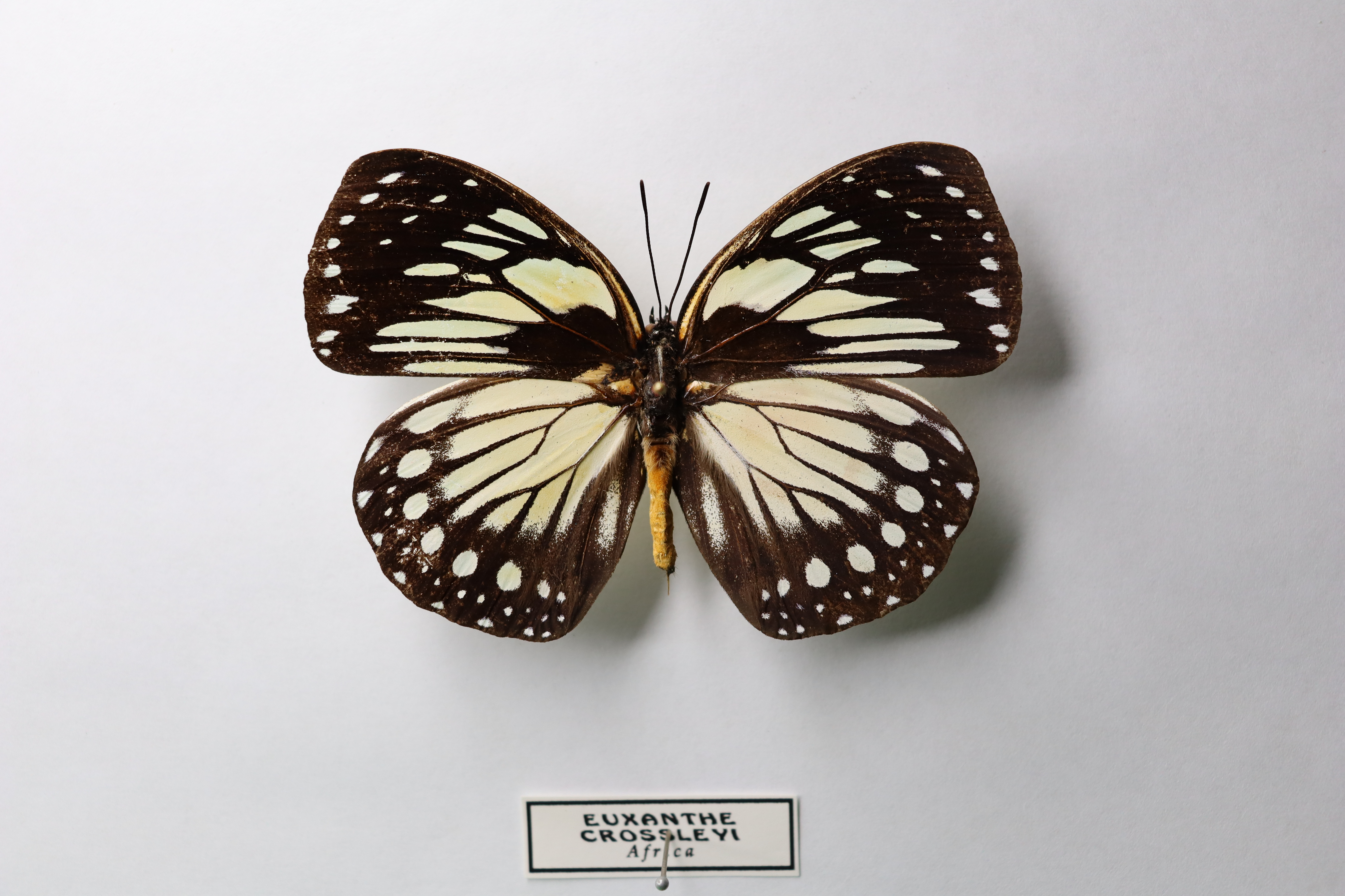 Euxanthe Crossleyi 