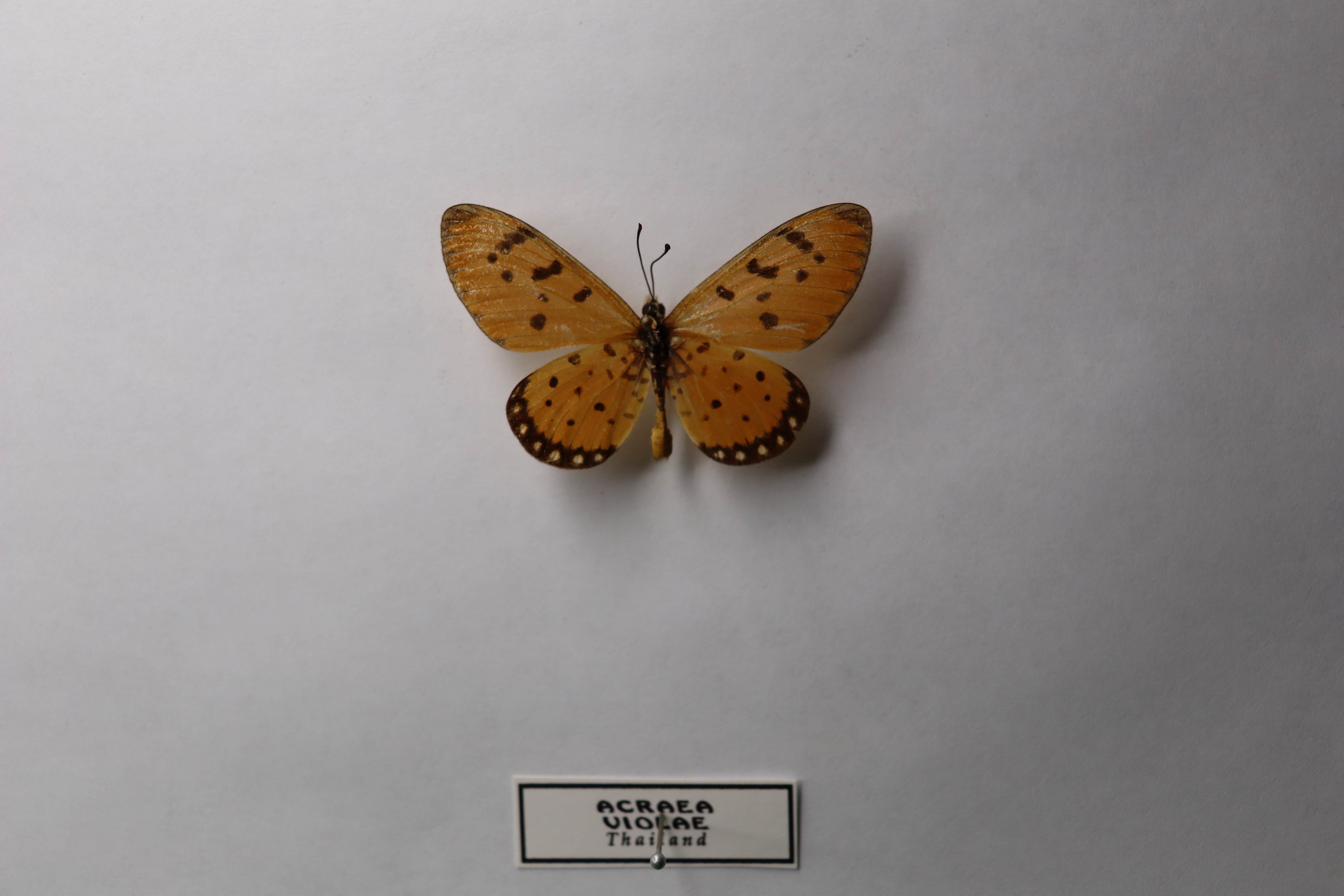 Acraea violae (Acraea terpsicore / Tawny Coster) 