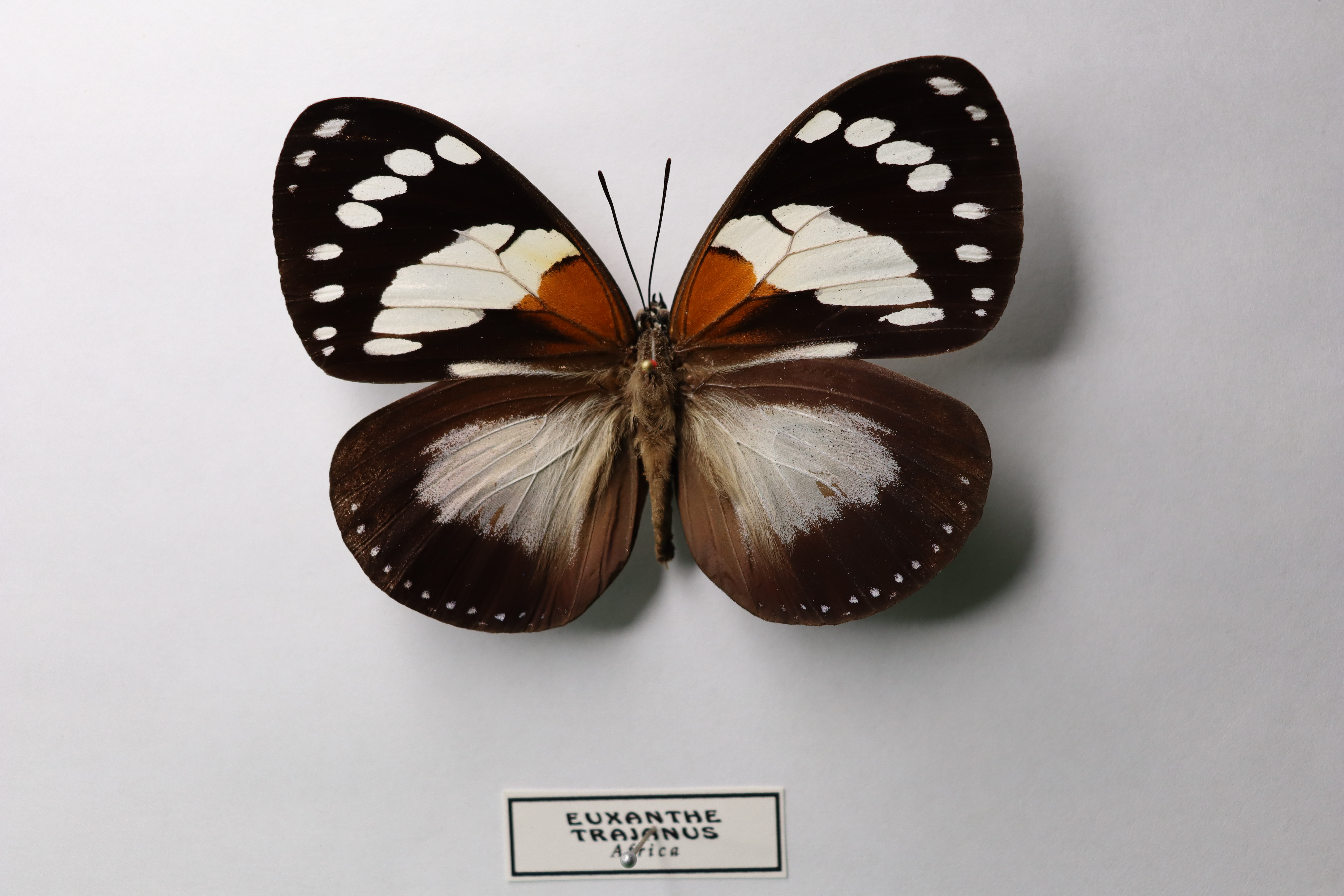 Euxanthe trajanus