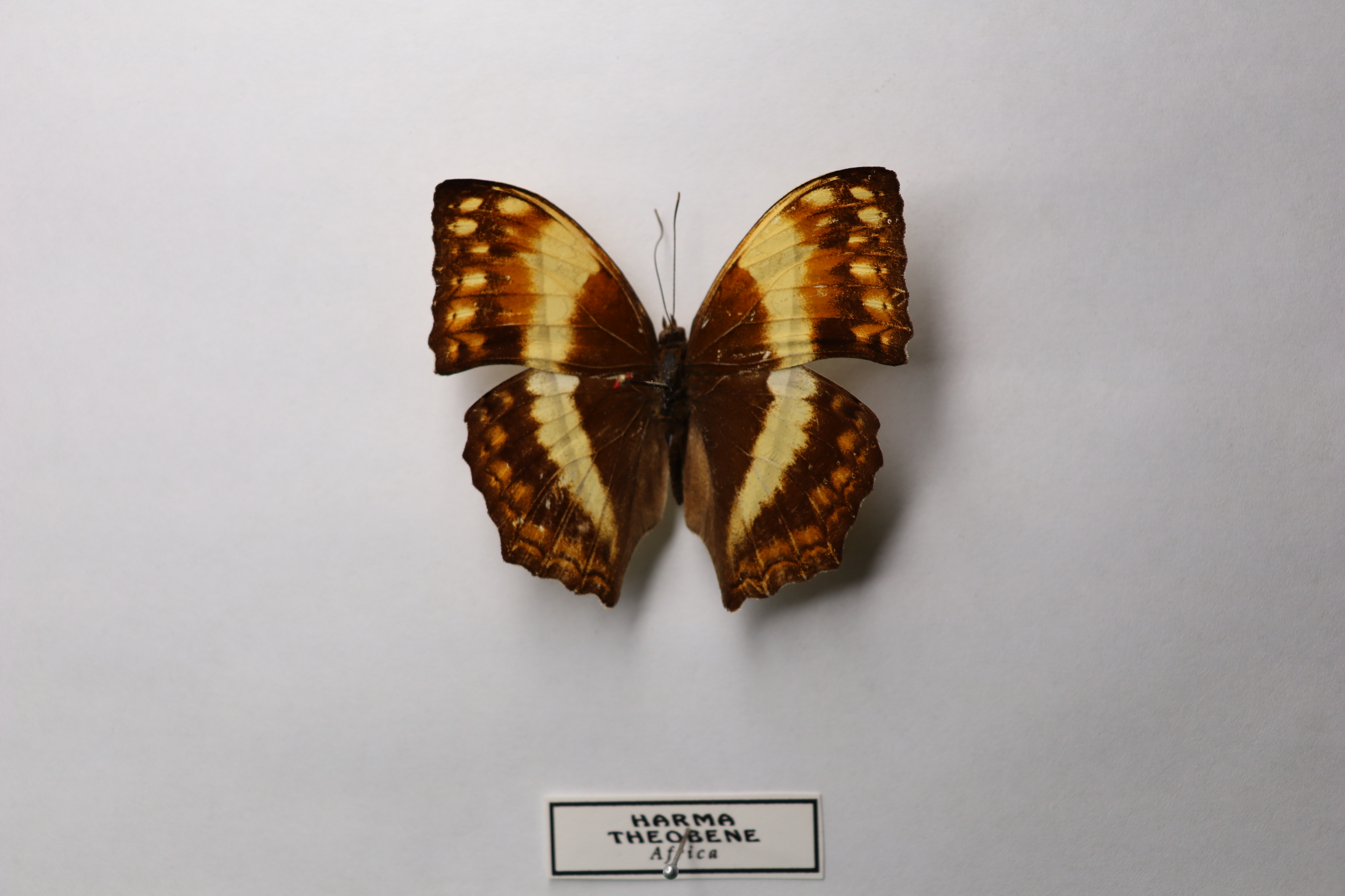 Palla violinitens
