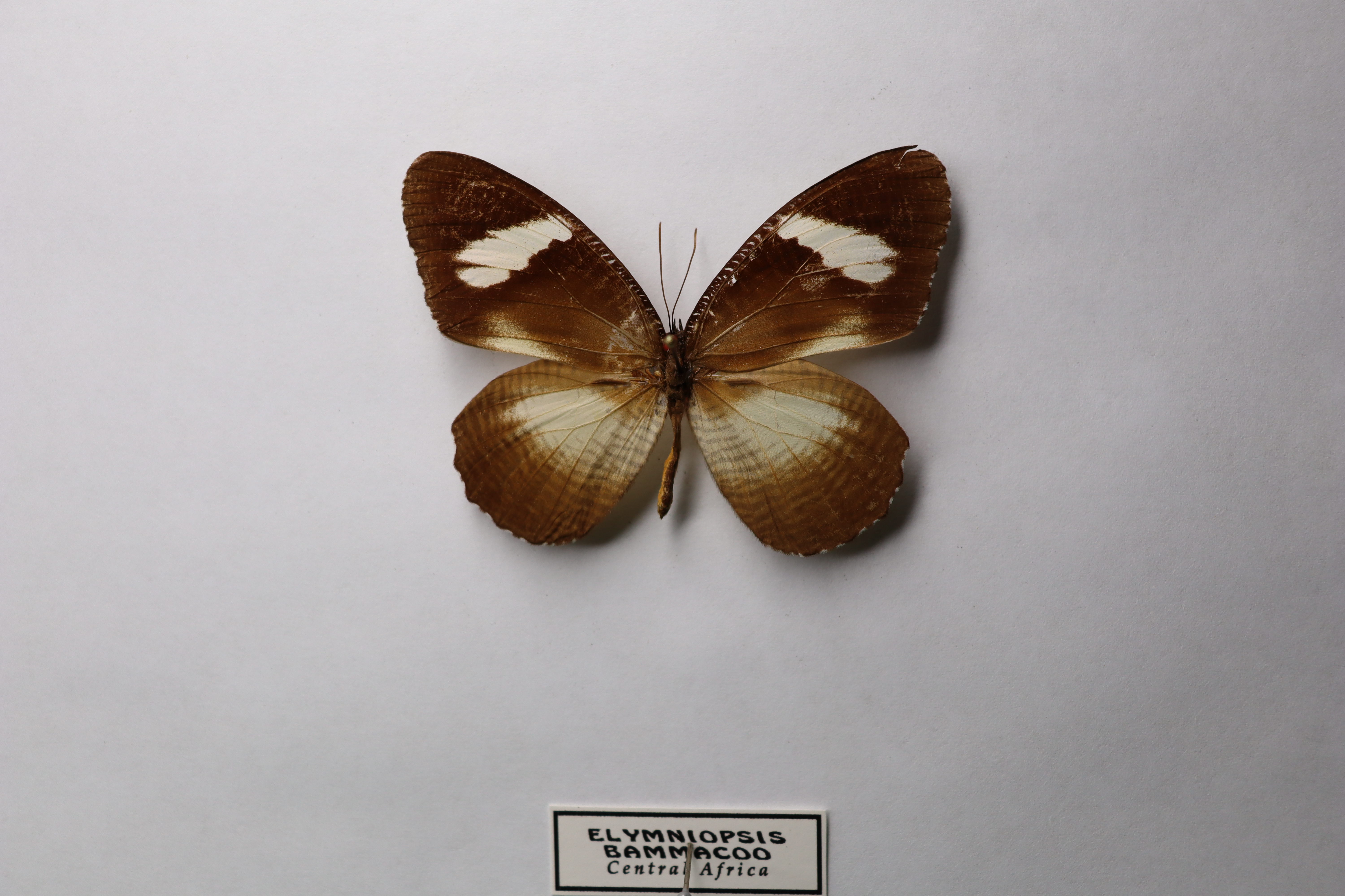 Elymniopsis bammacoo (известная как африканская пальмовая бабочка) 