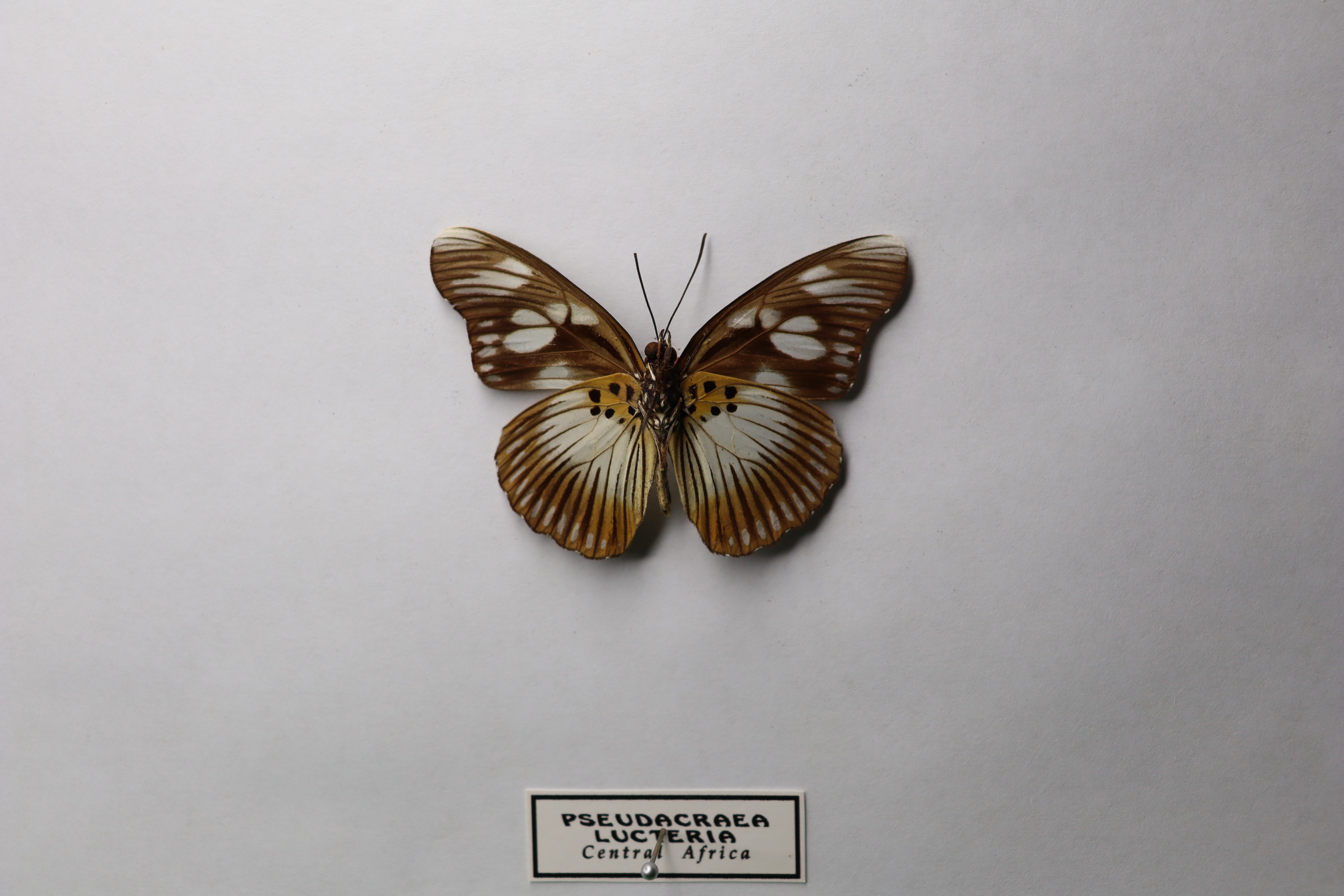 Pseudacraea lucteria
