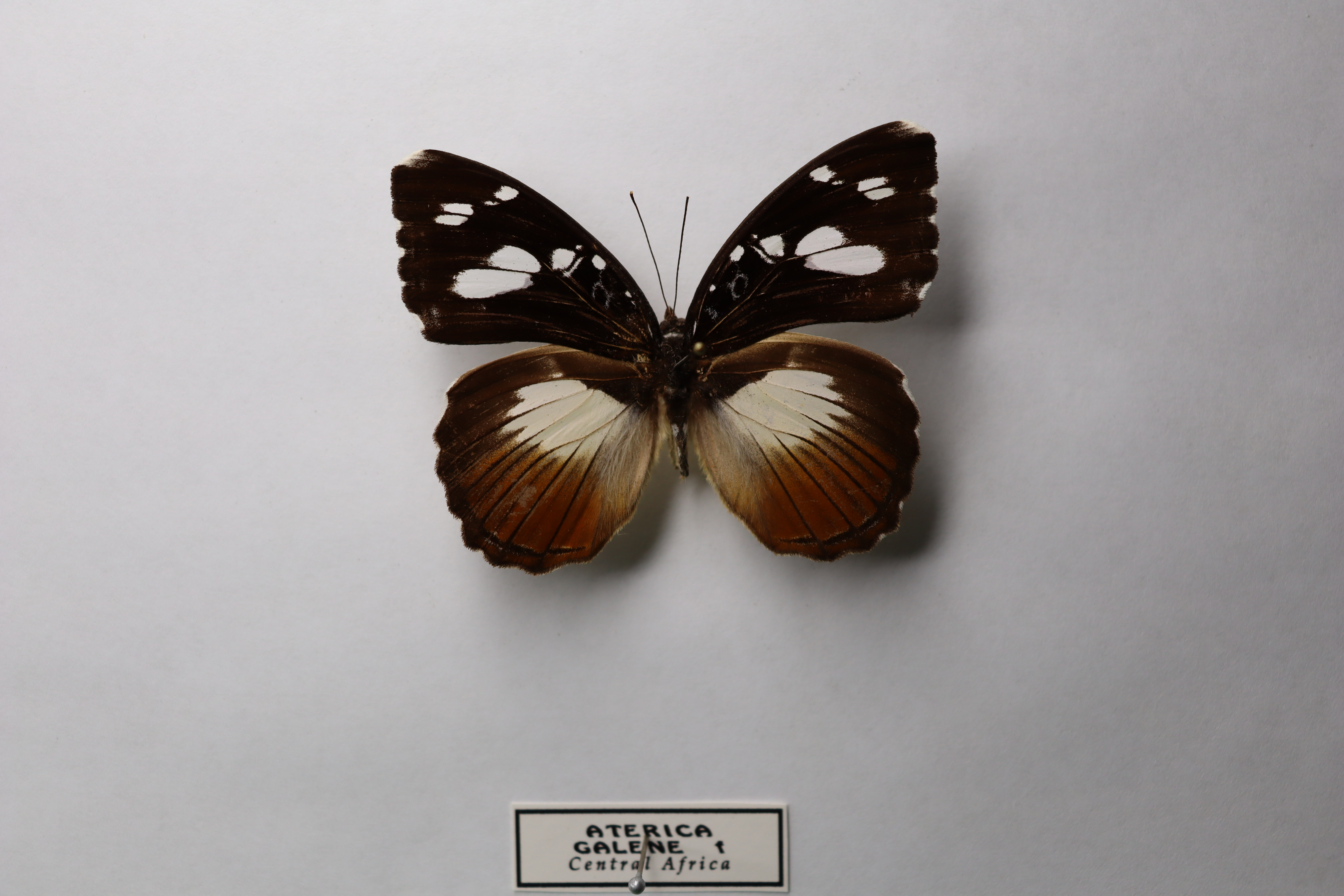 Aterica galene