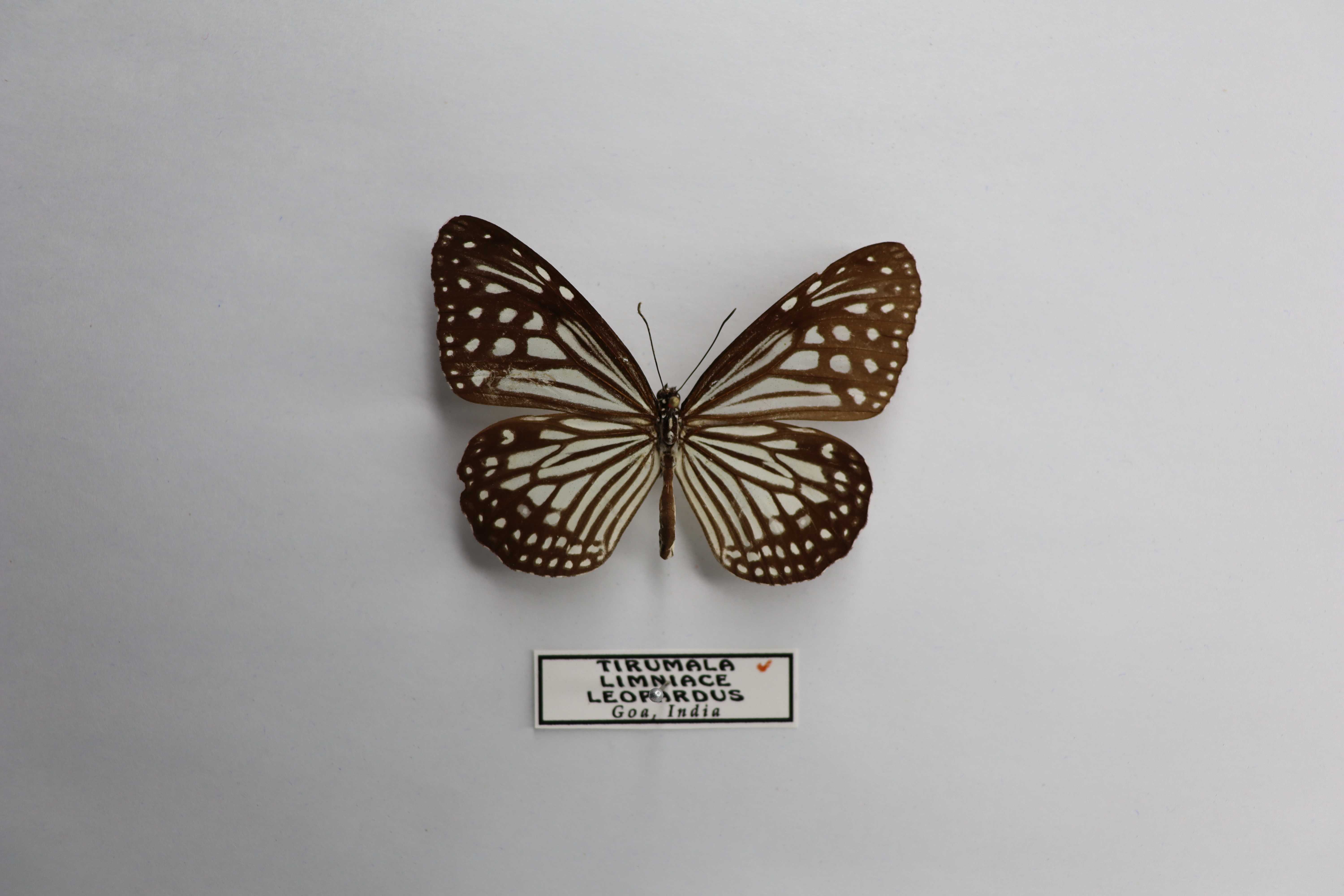 Tirumala limniace leopardus