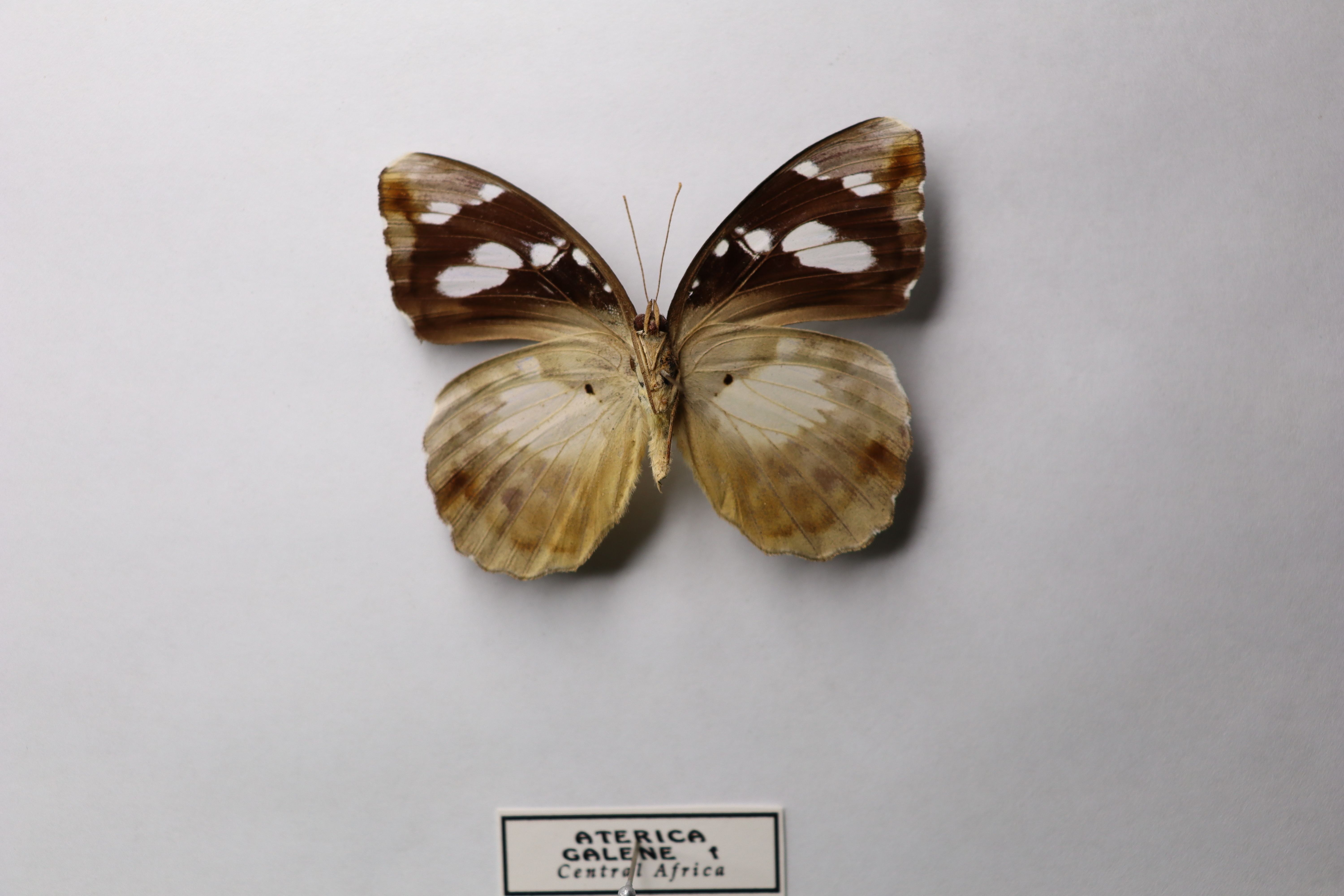 Acraea acraeoides 