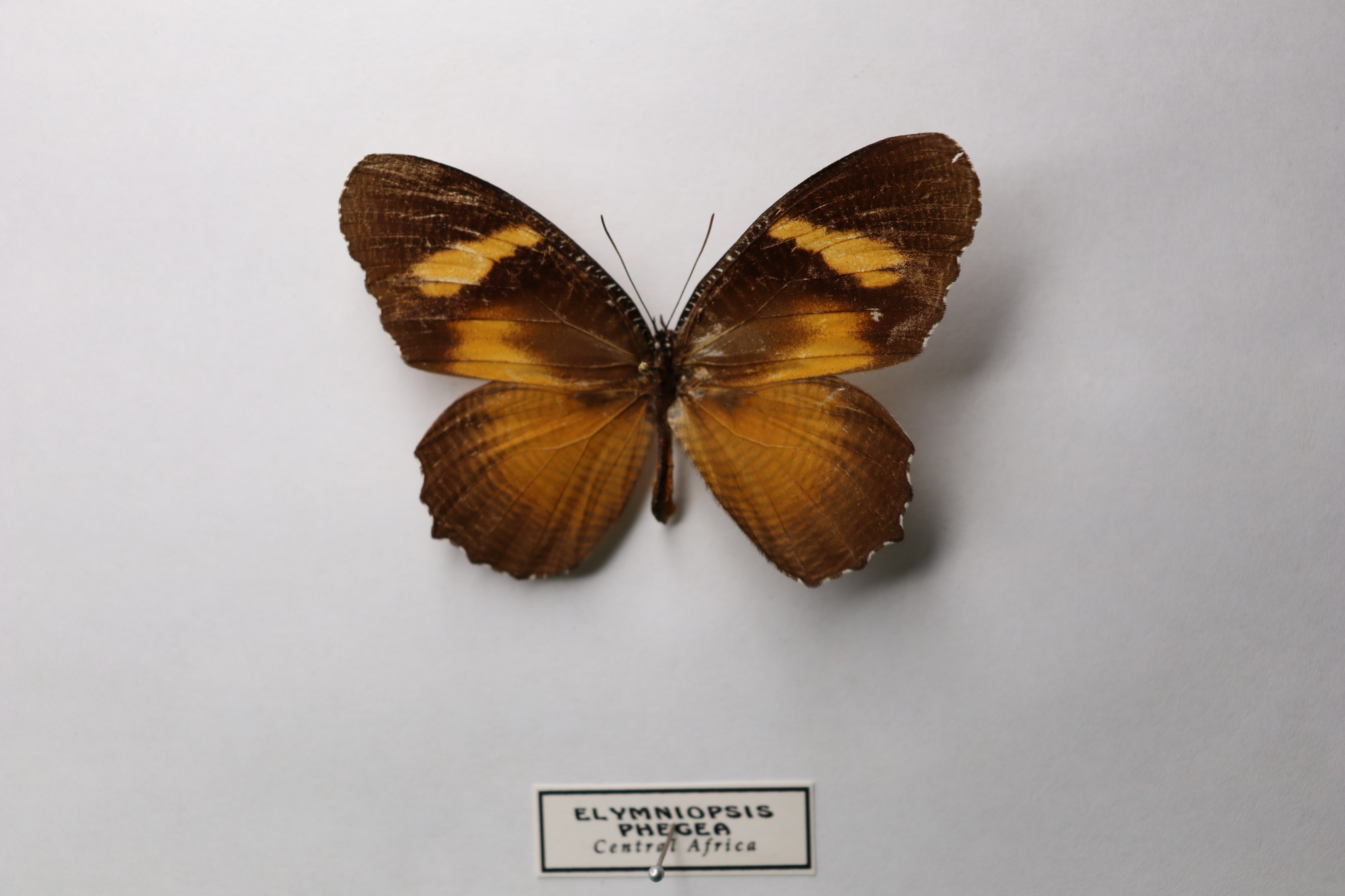 Elymniopsis phegea
