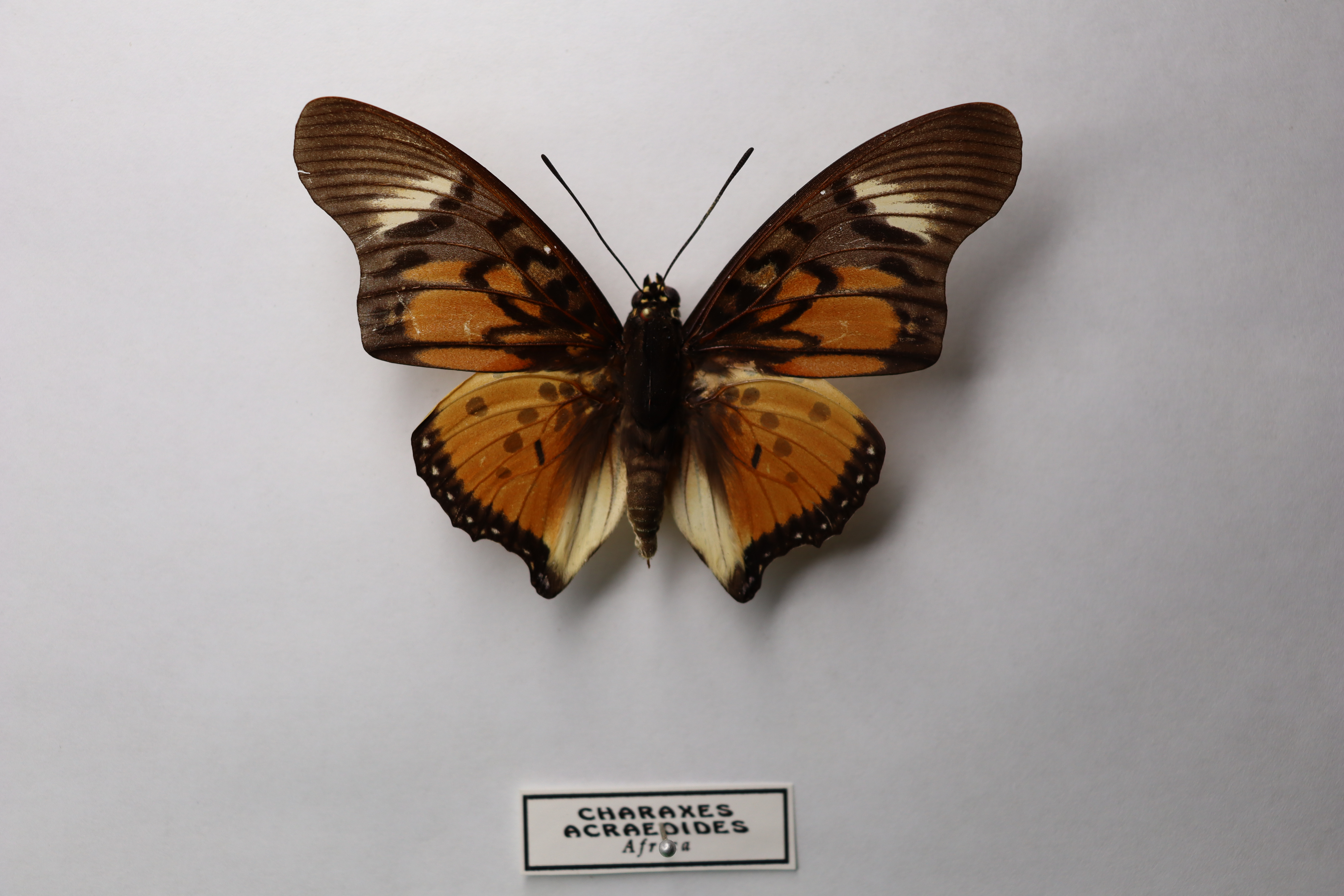 Charaxes acraeoides