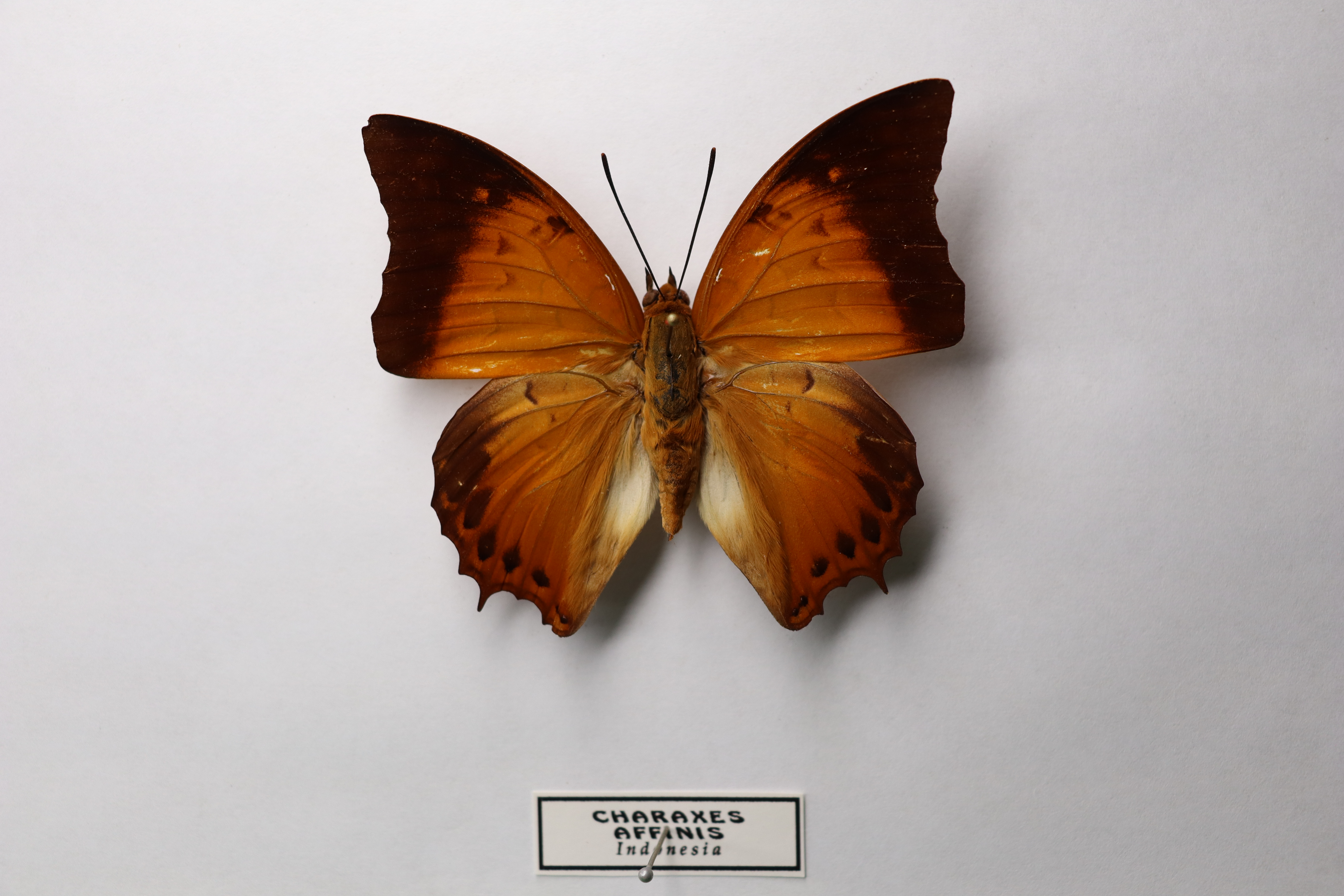 Charaxes affinis