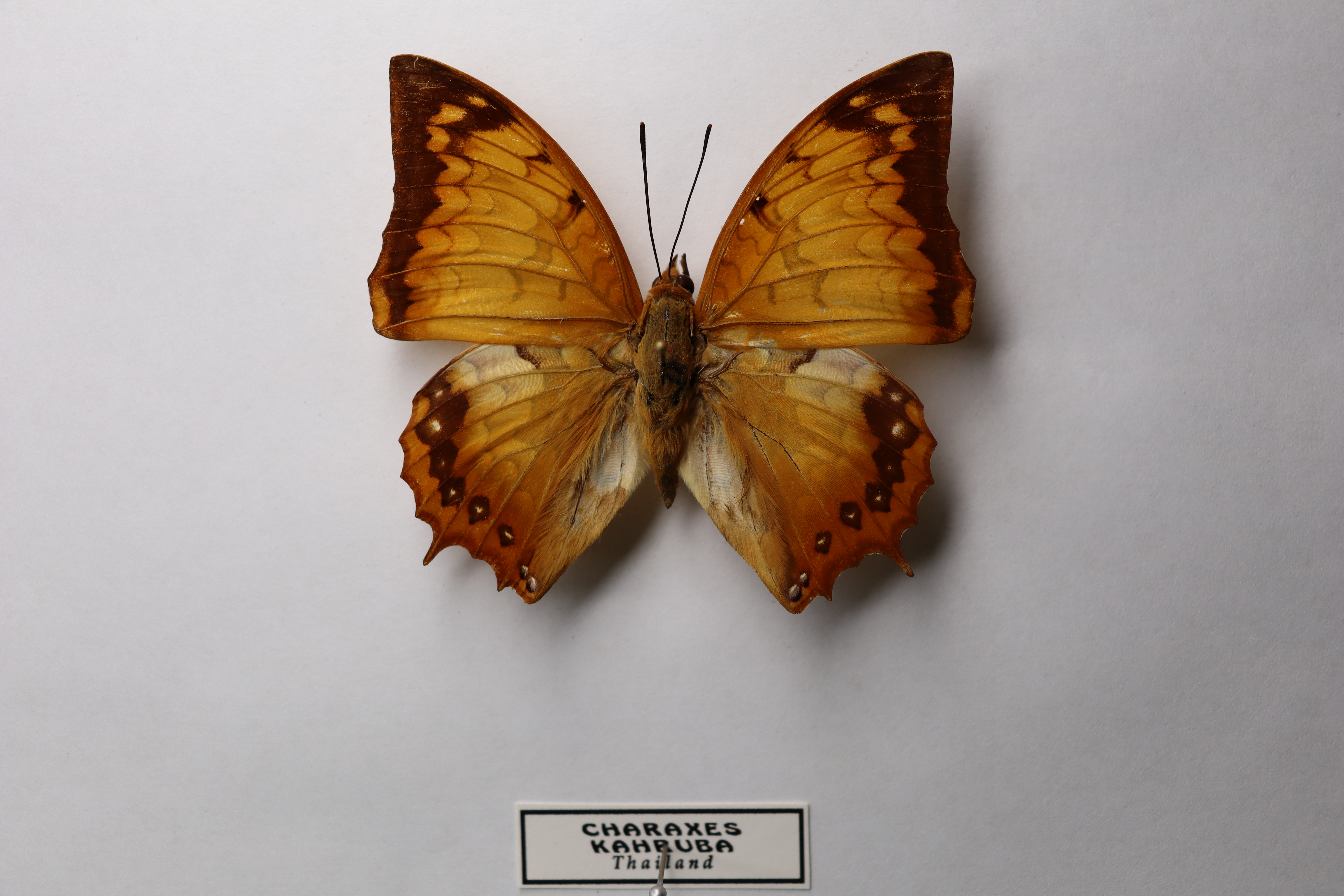 Charaxes kahruba
