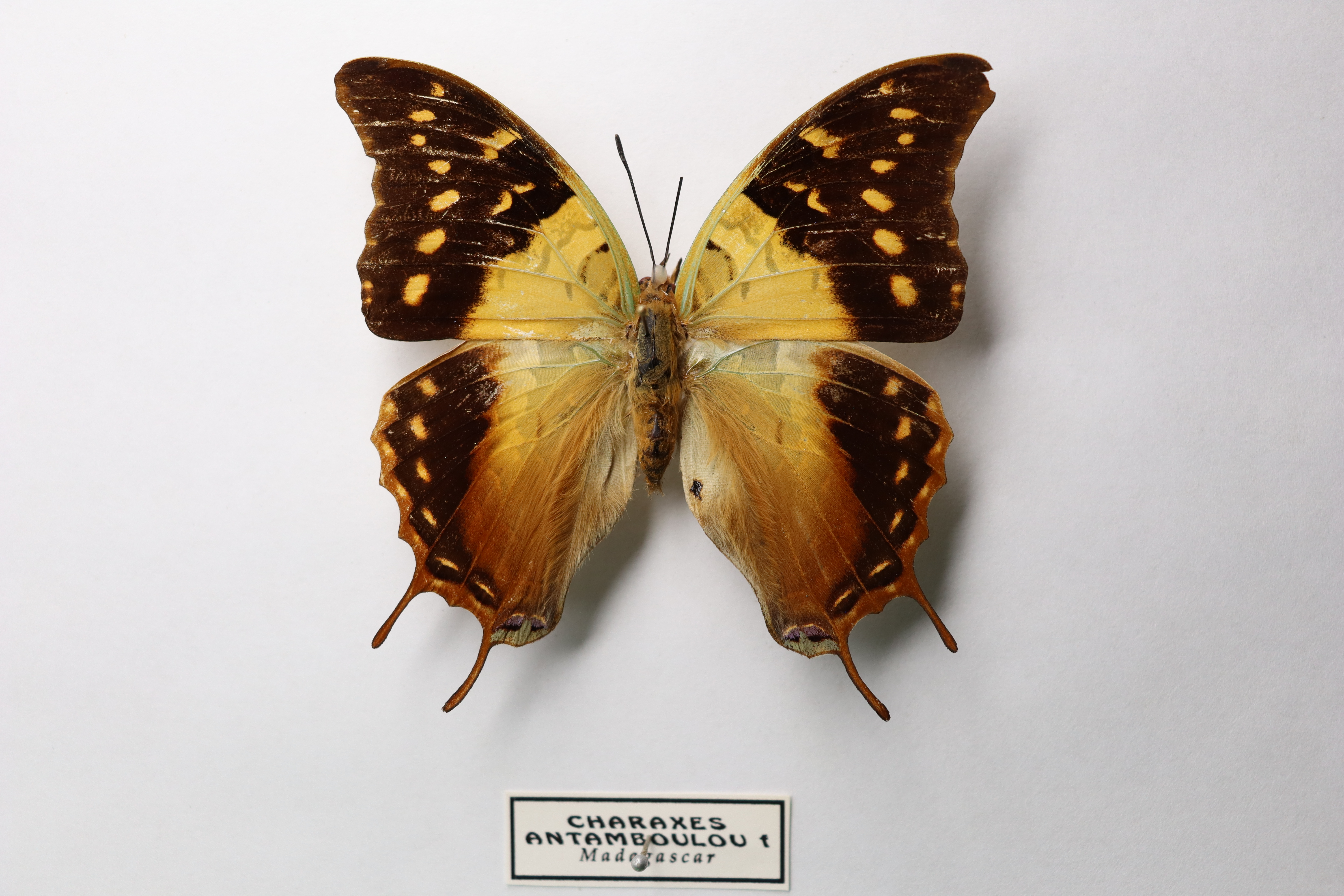 Charaxes antamboulou (мадагаскарский шашечник с зелеными жилками)