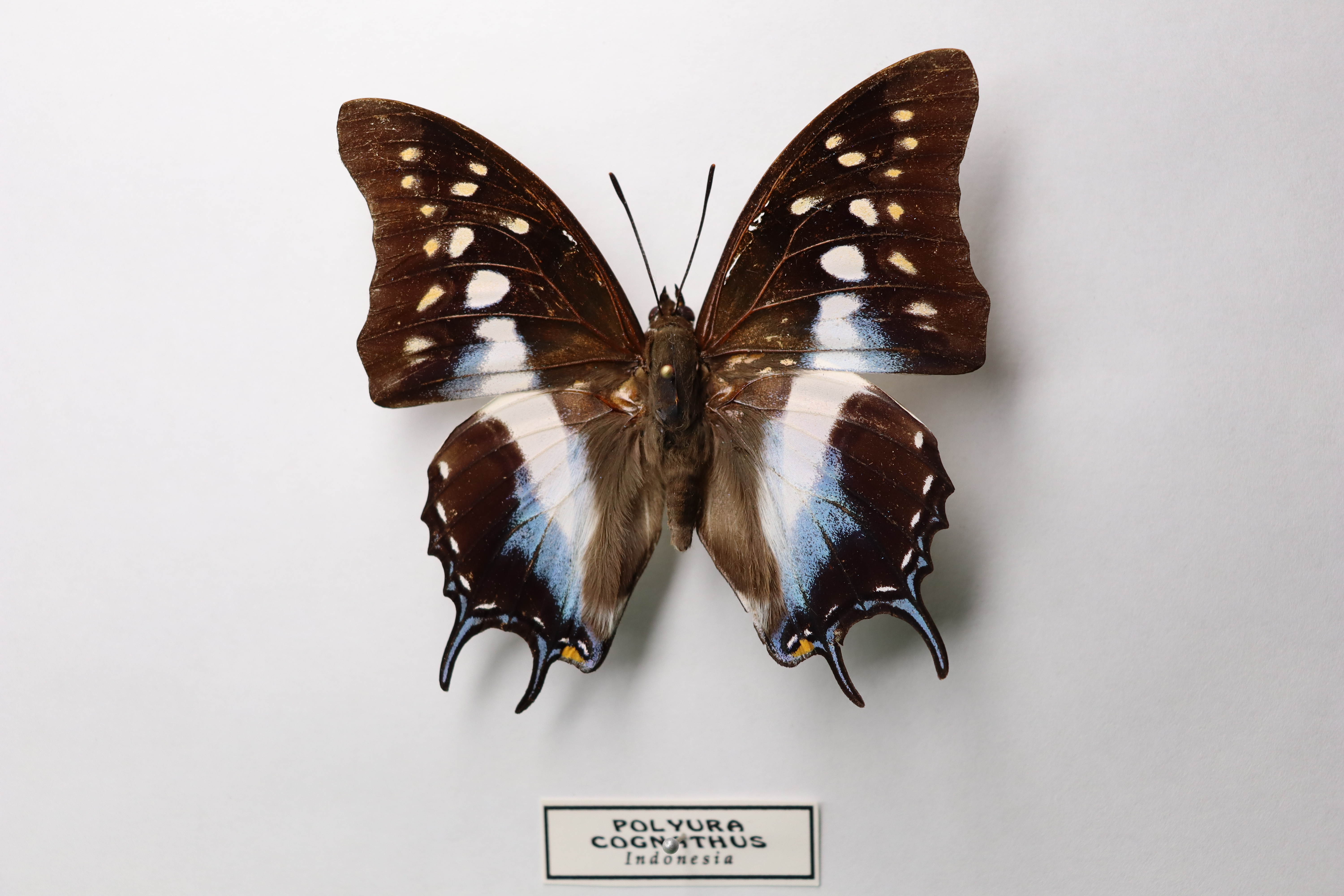 Polyura cognathus 