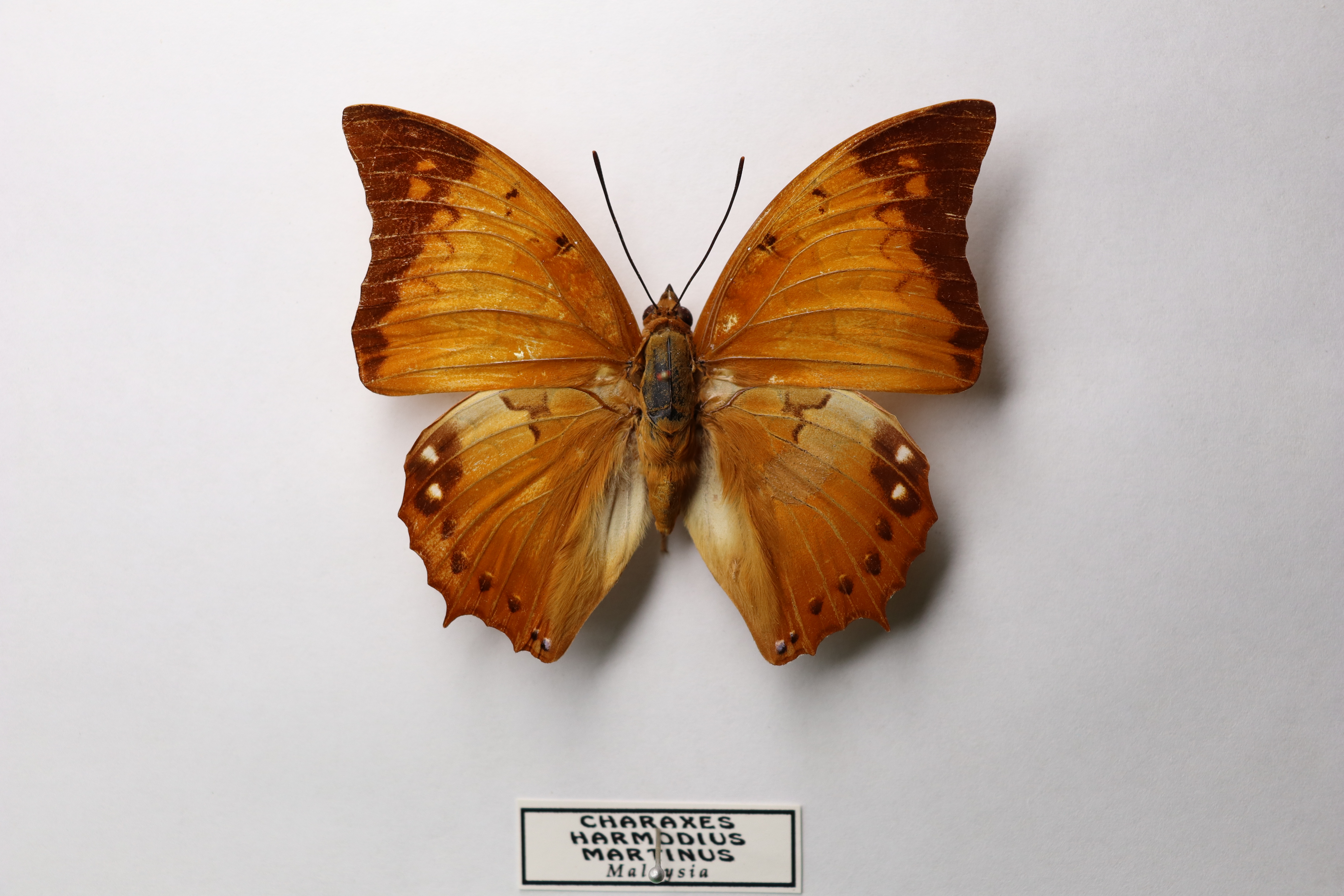 Charaxes Harmodius Martinus