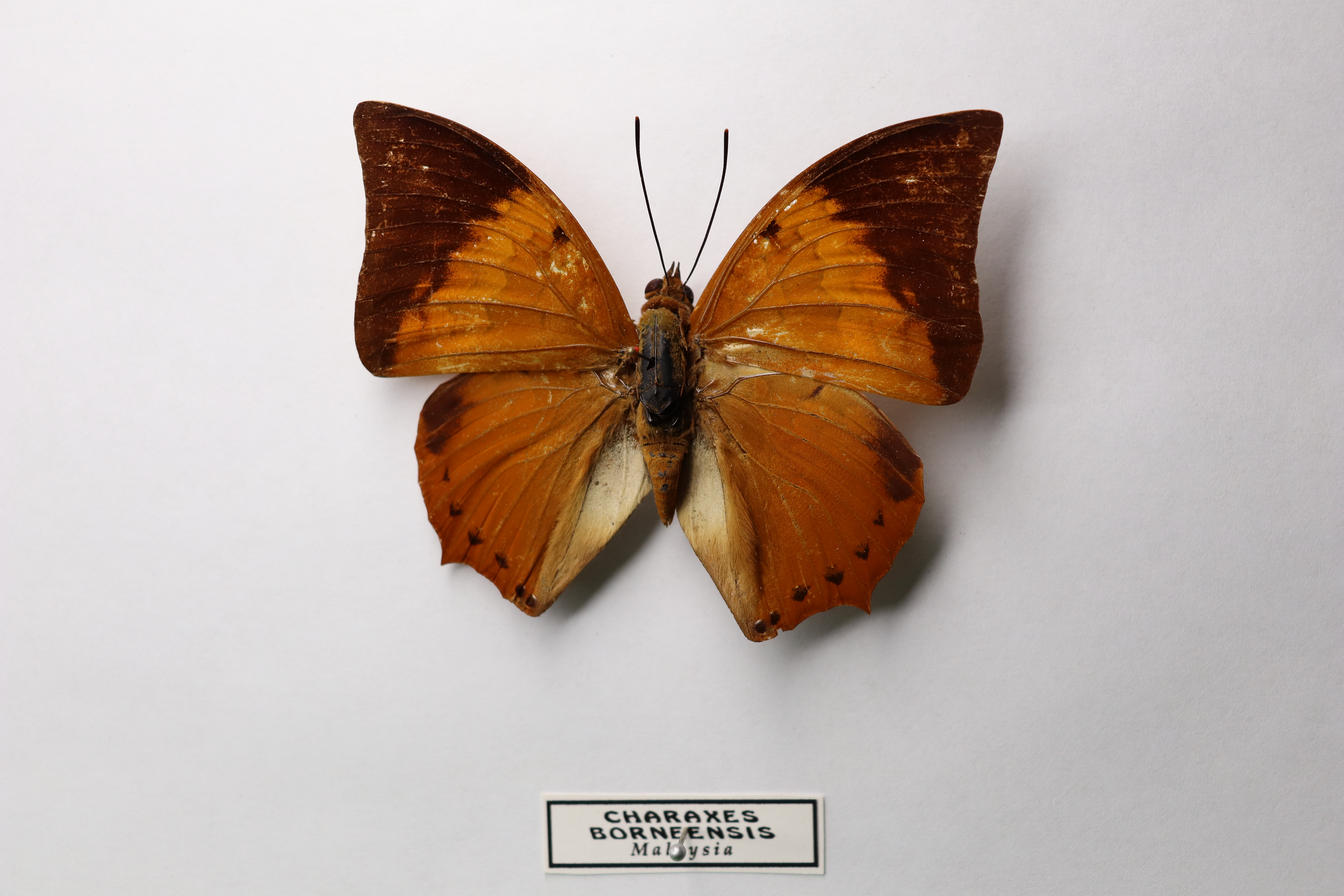 Charaxes borneensis