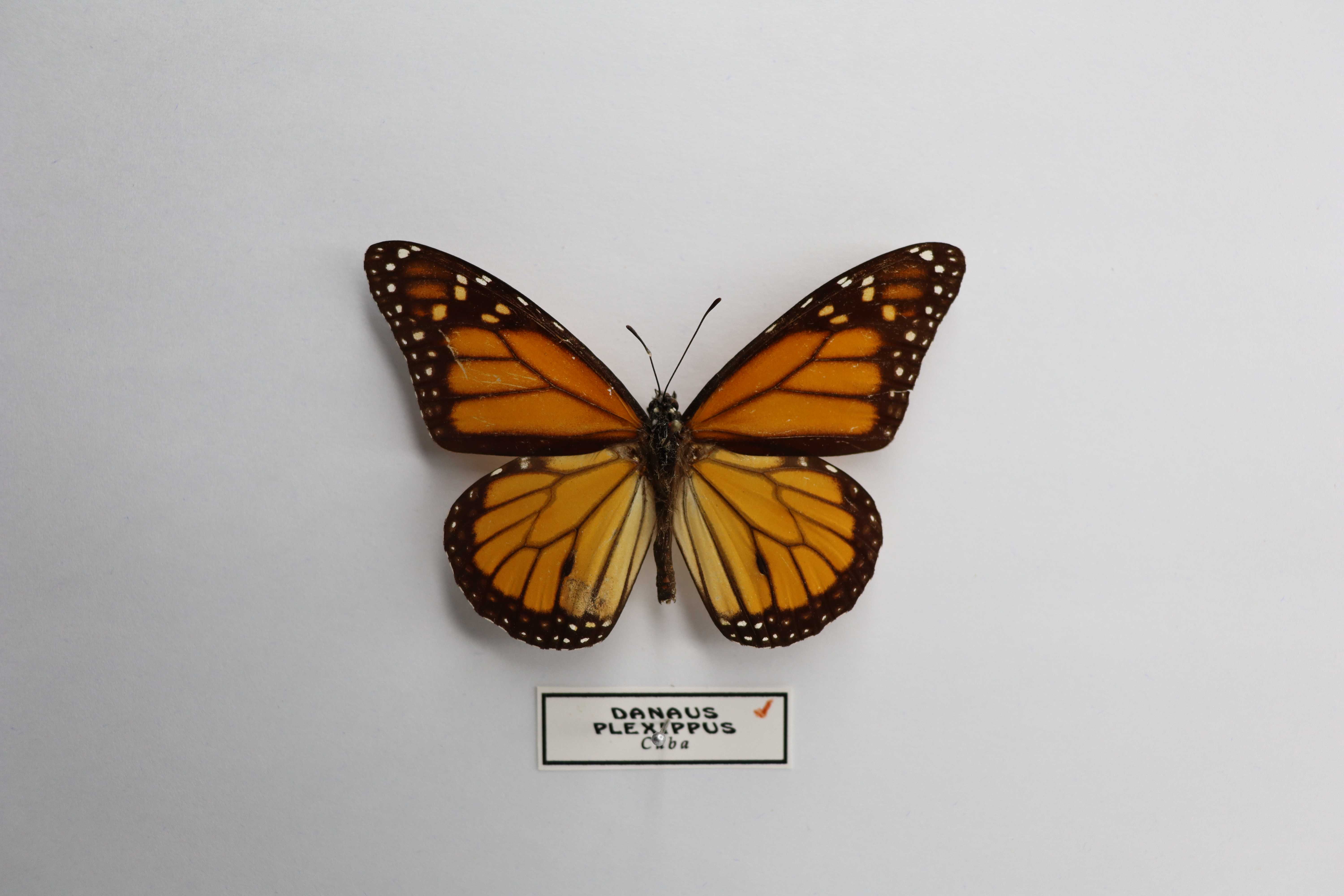 Danaus plexippus