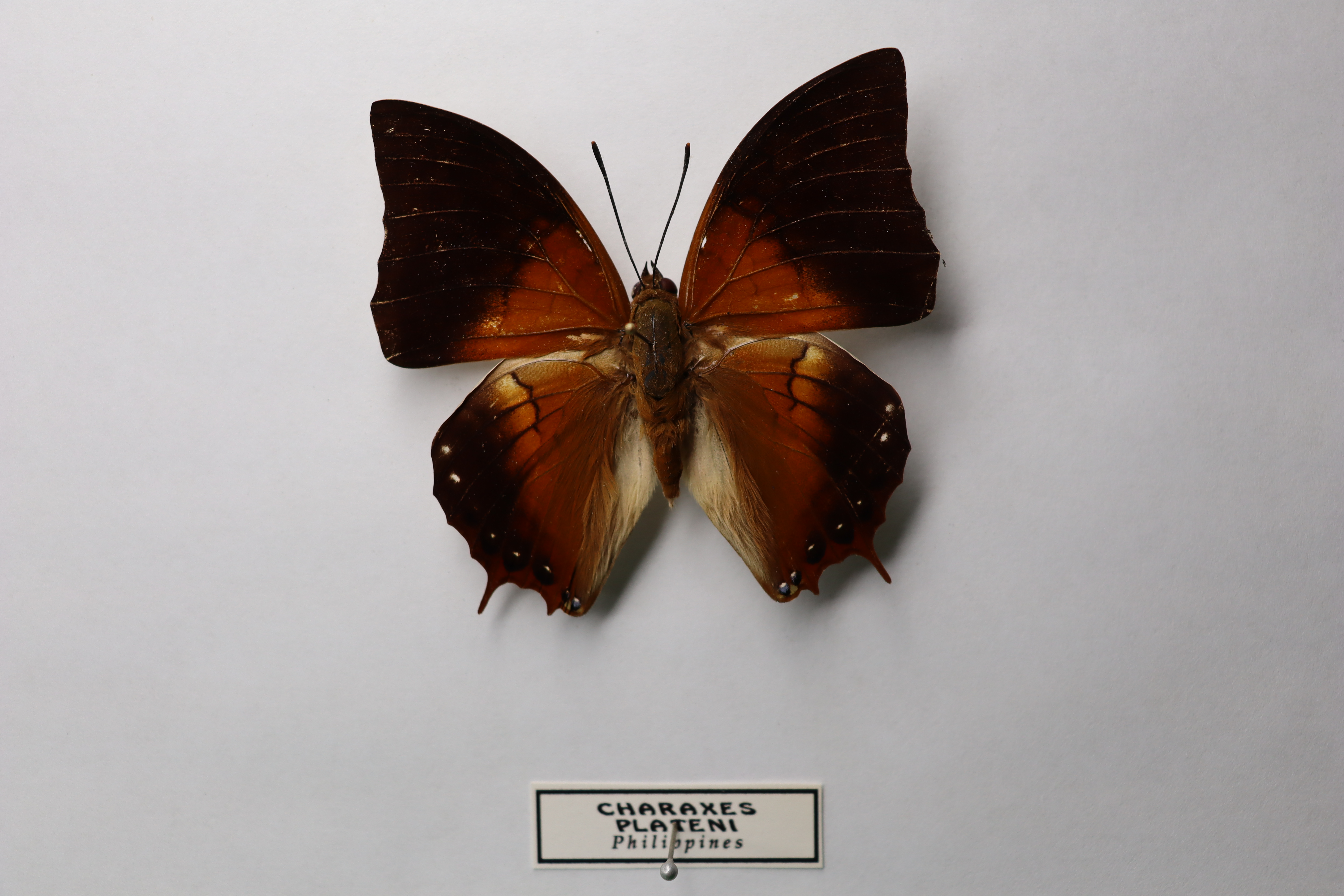 Charaxes Plateni 
