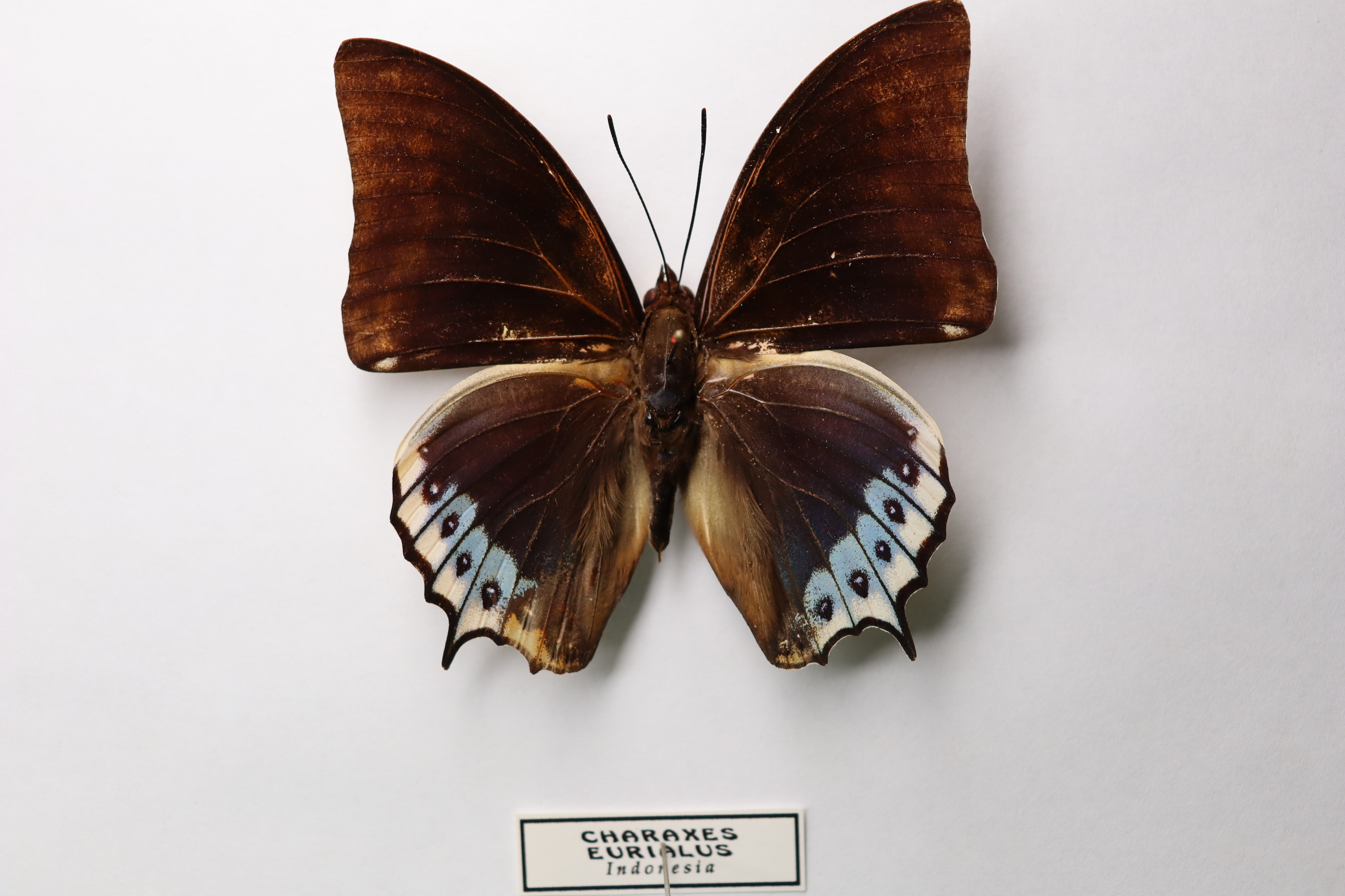 Charaxes eurialus