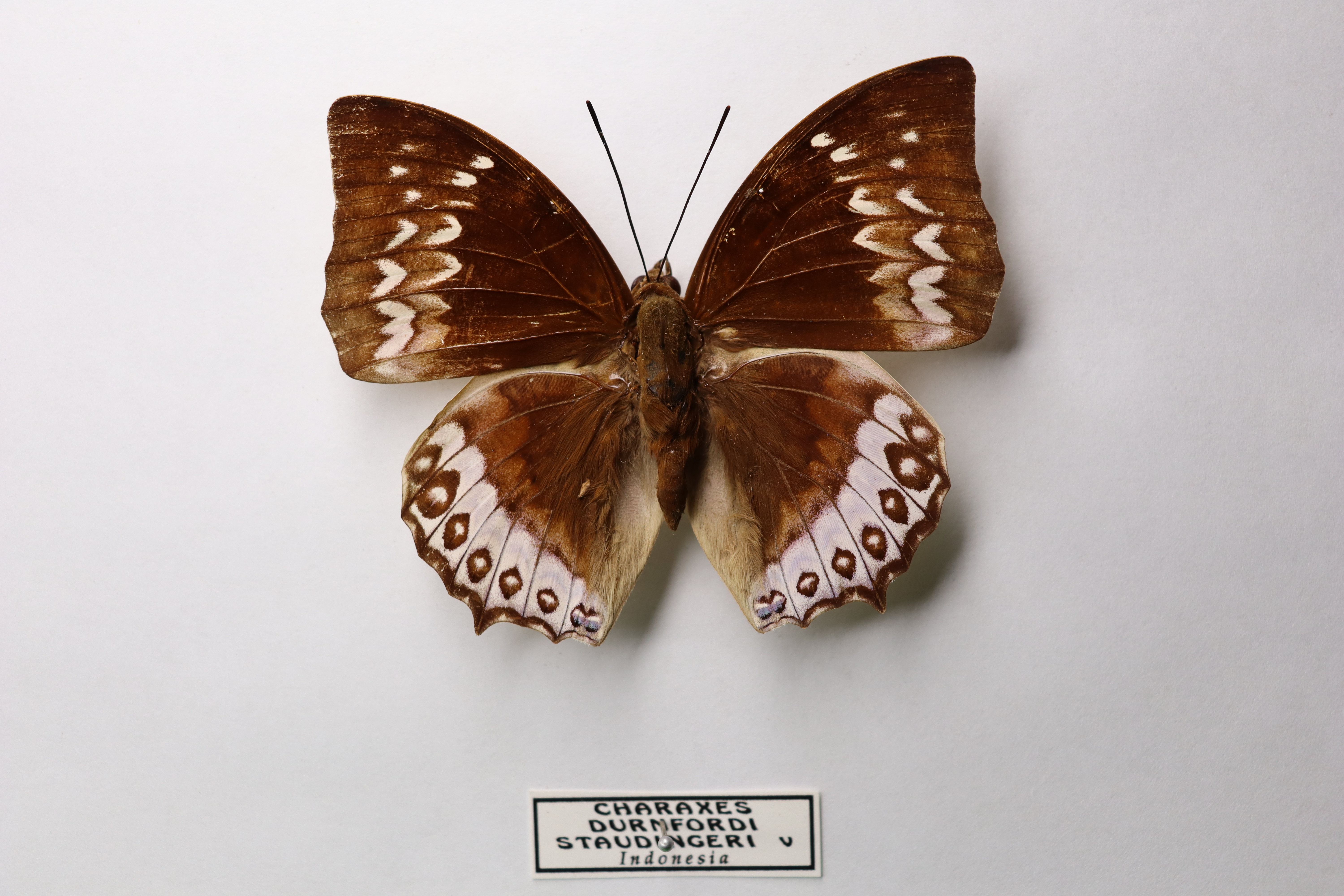 Charaxes durnfordi staudingeri