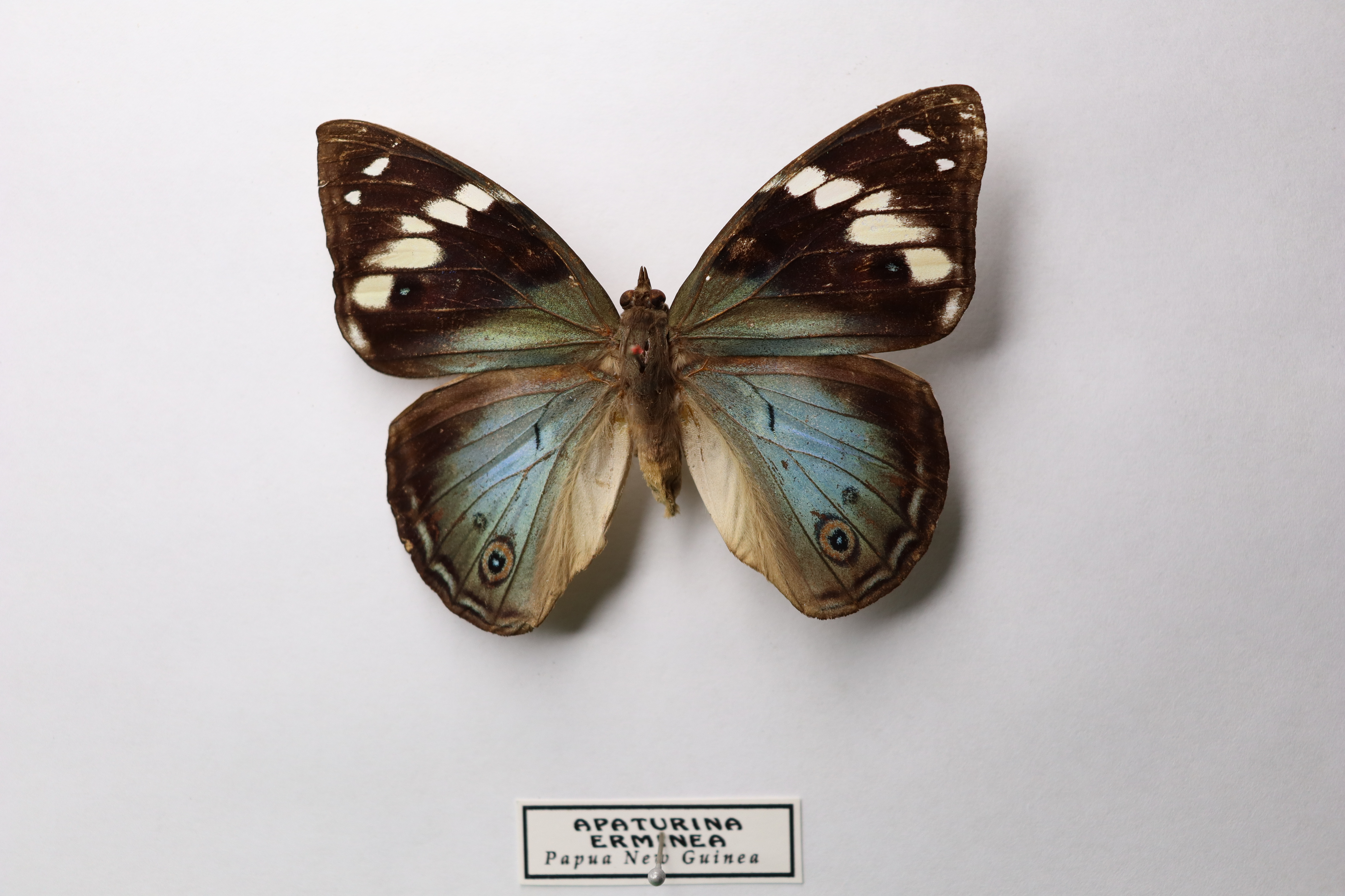 Apaturina erminea