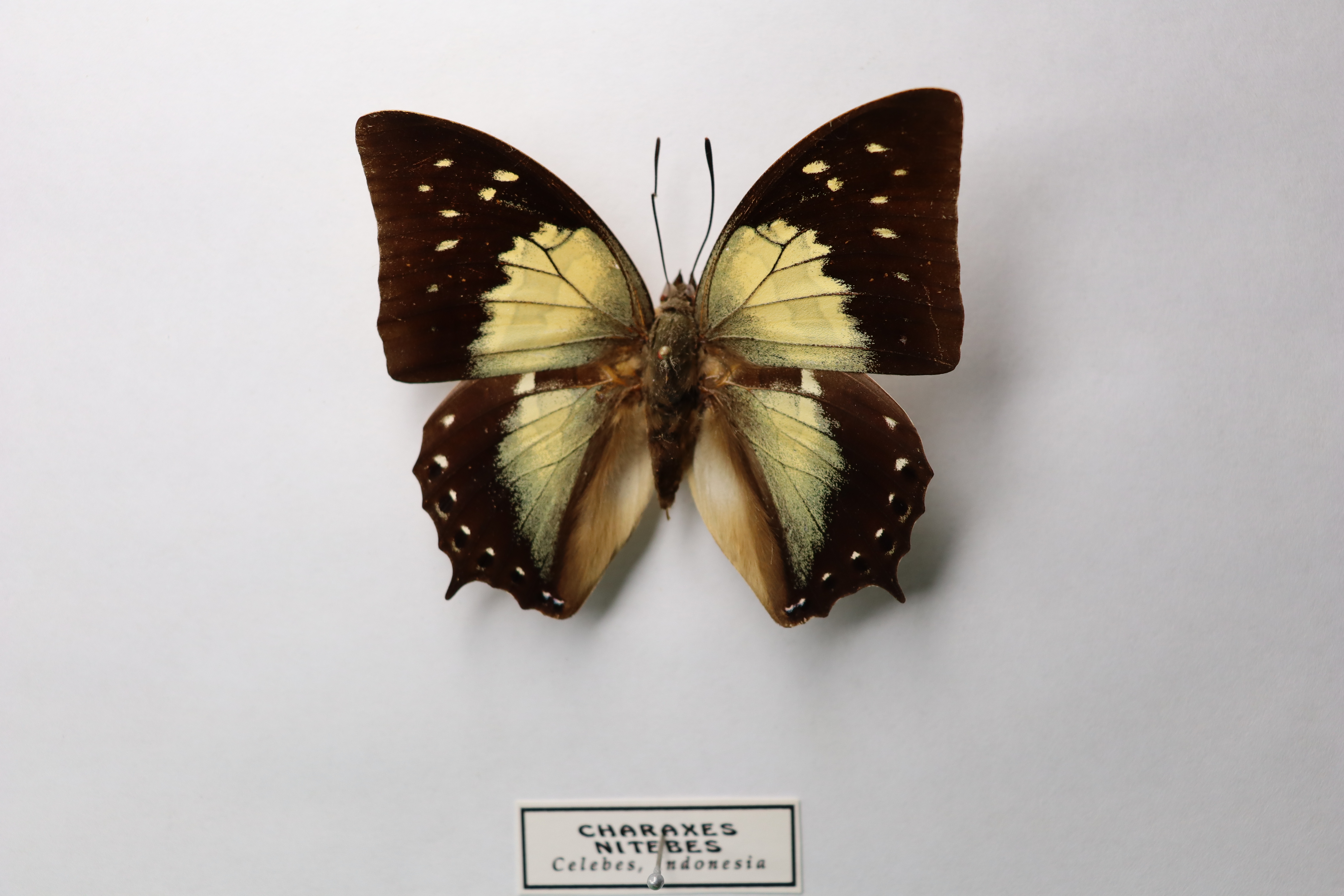 Charaxes nitebis 