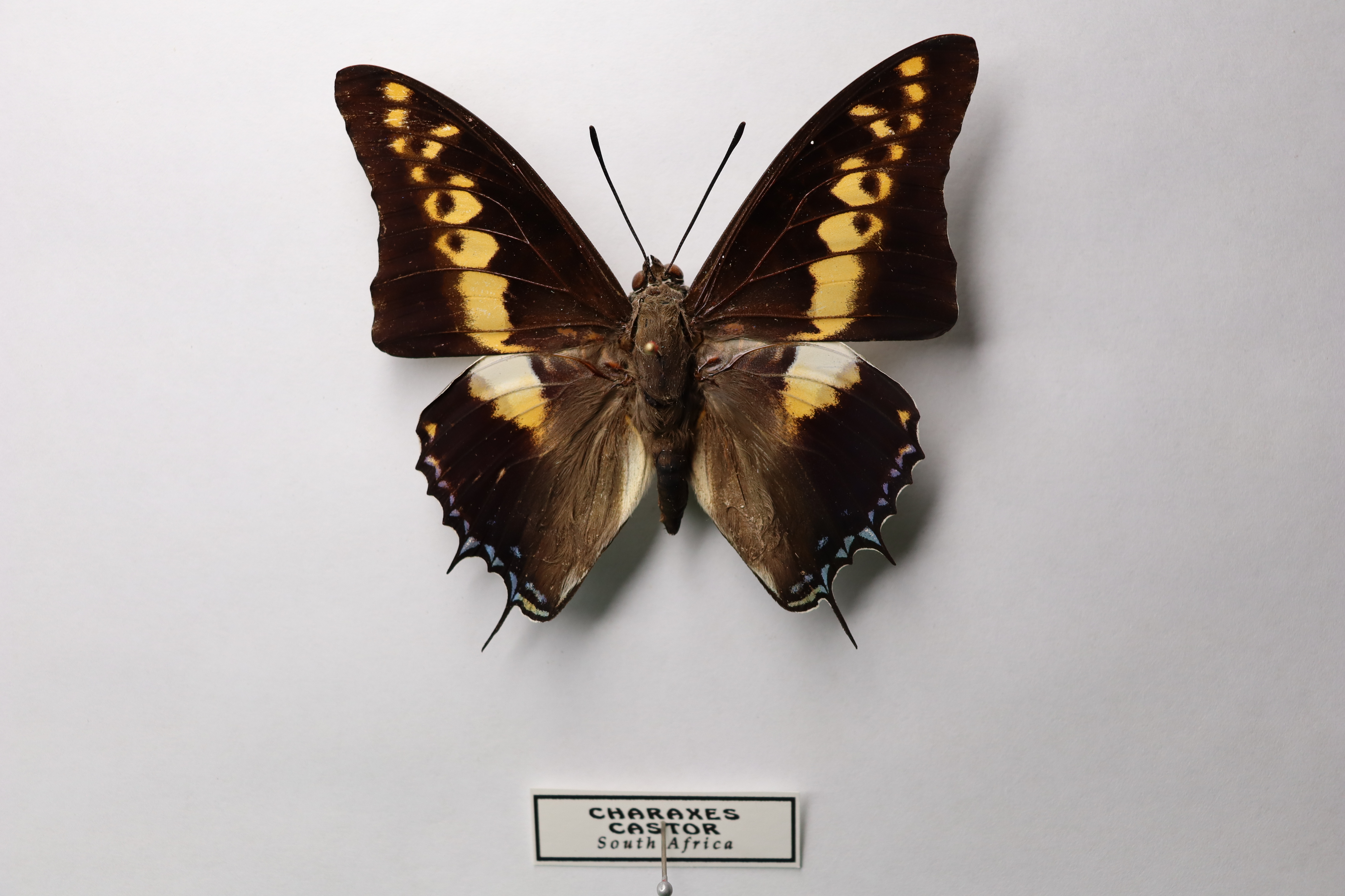 Charaxes castor 