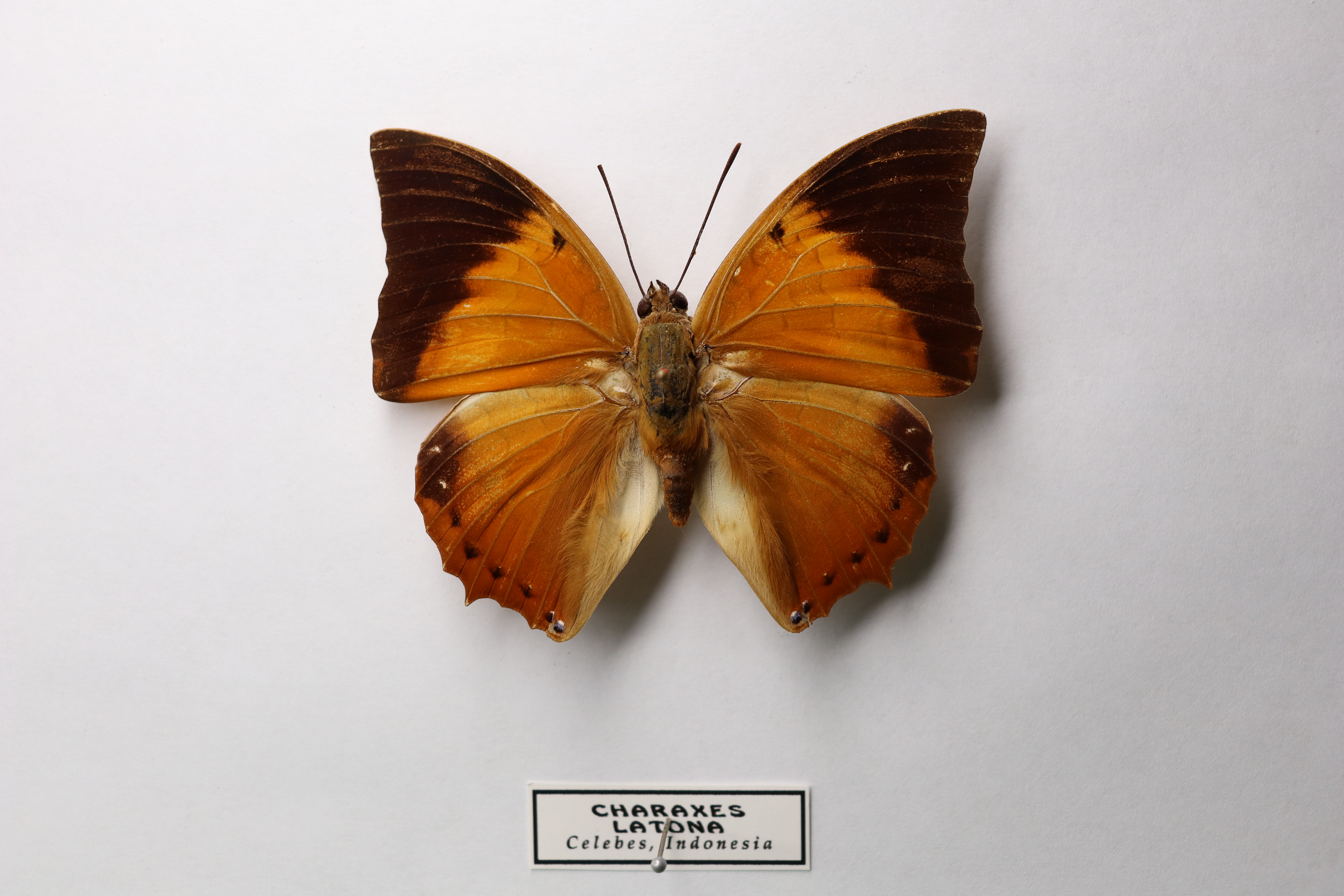 Charaxes latona Celebes Indonesia (Оранжевый император) 