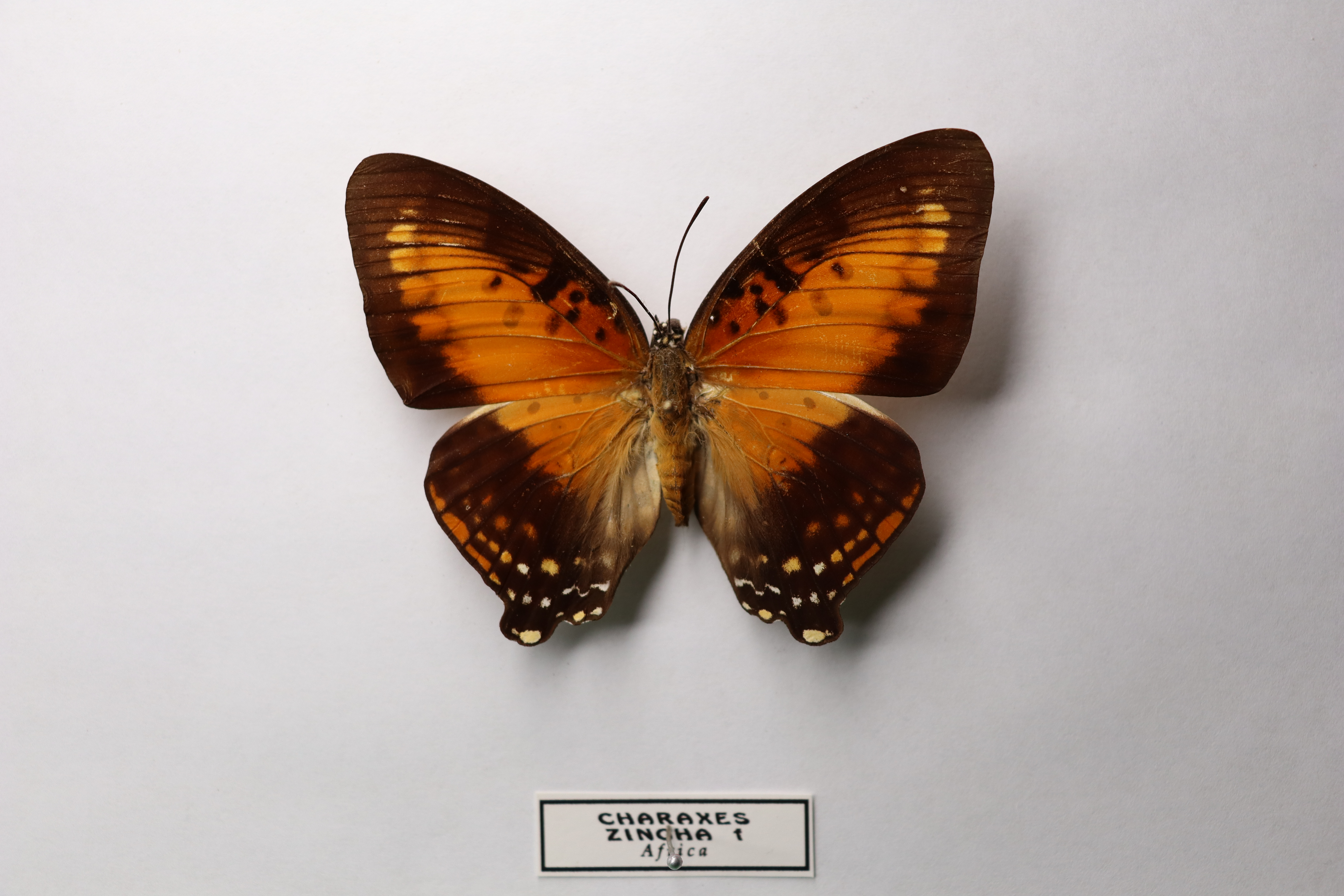 Charaxes zingha