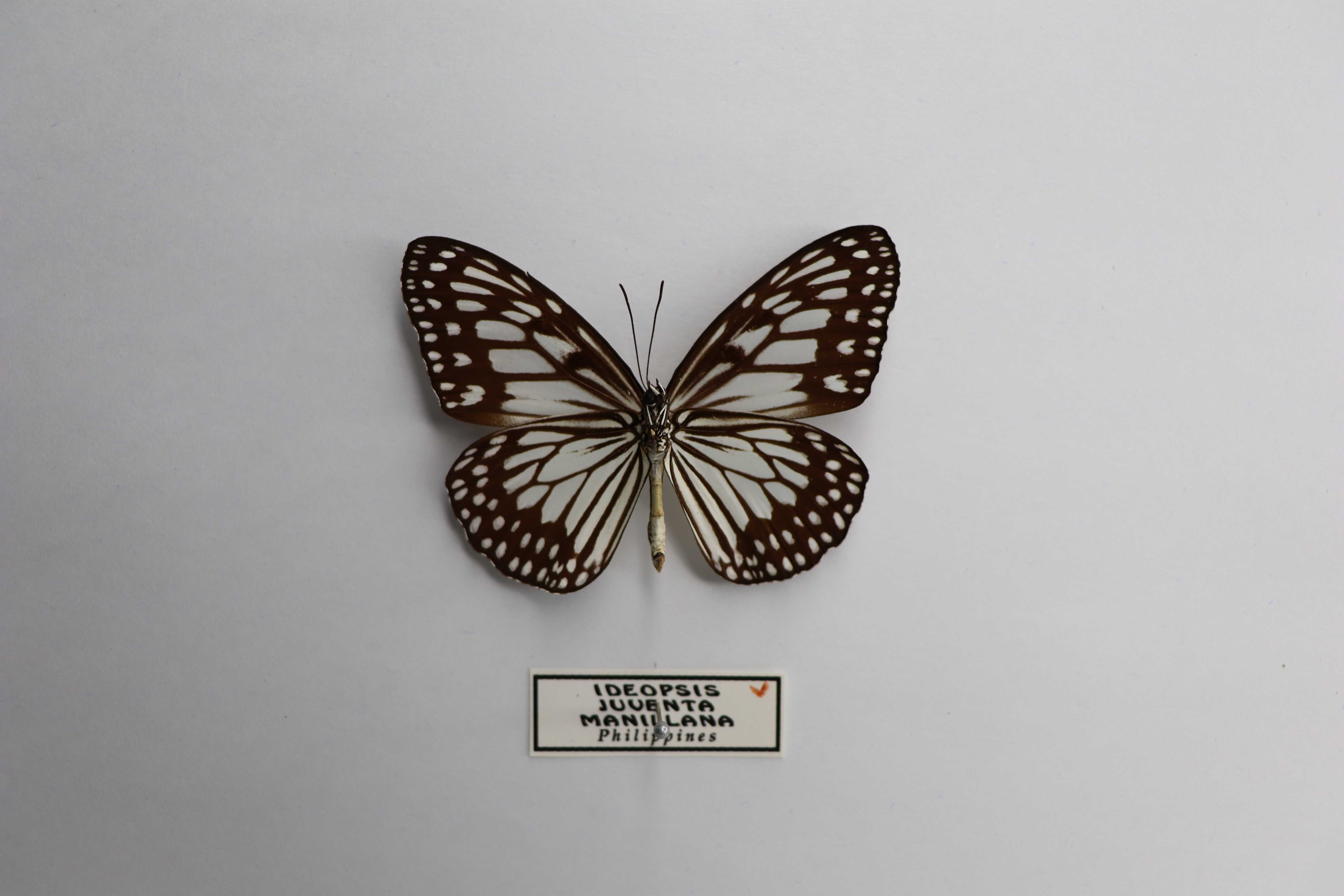 Ideopsis juventa manillana