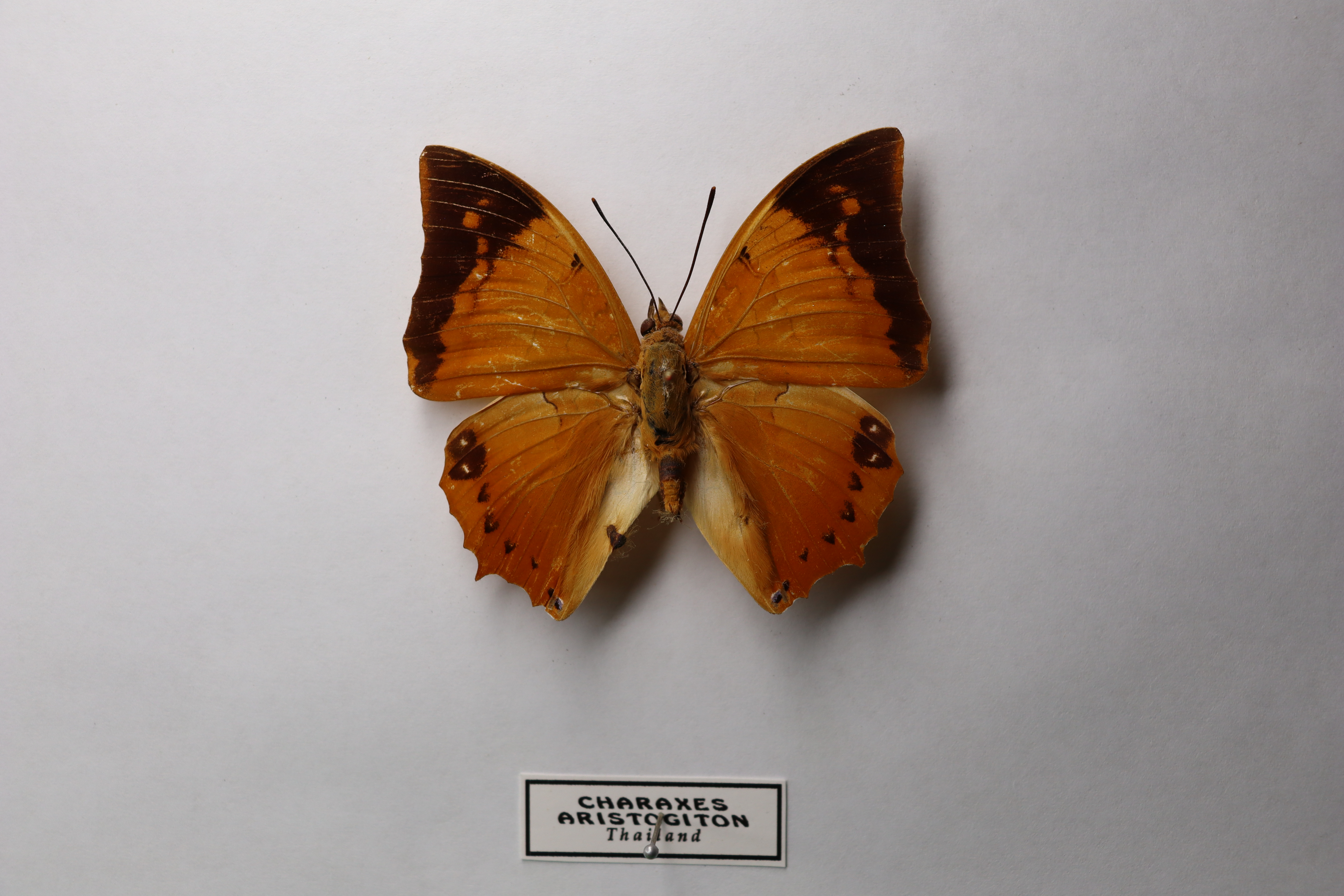 Charaxes aristogiton