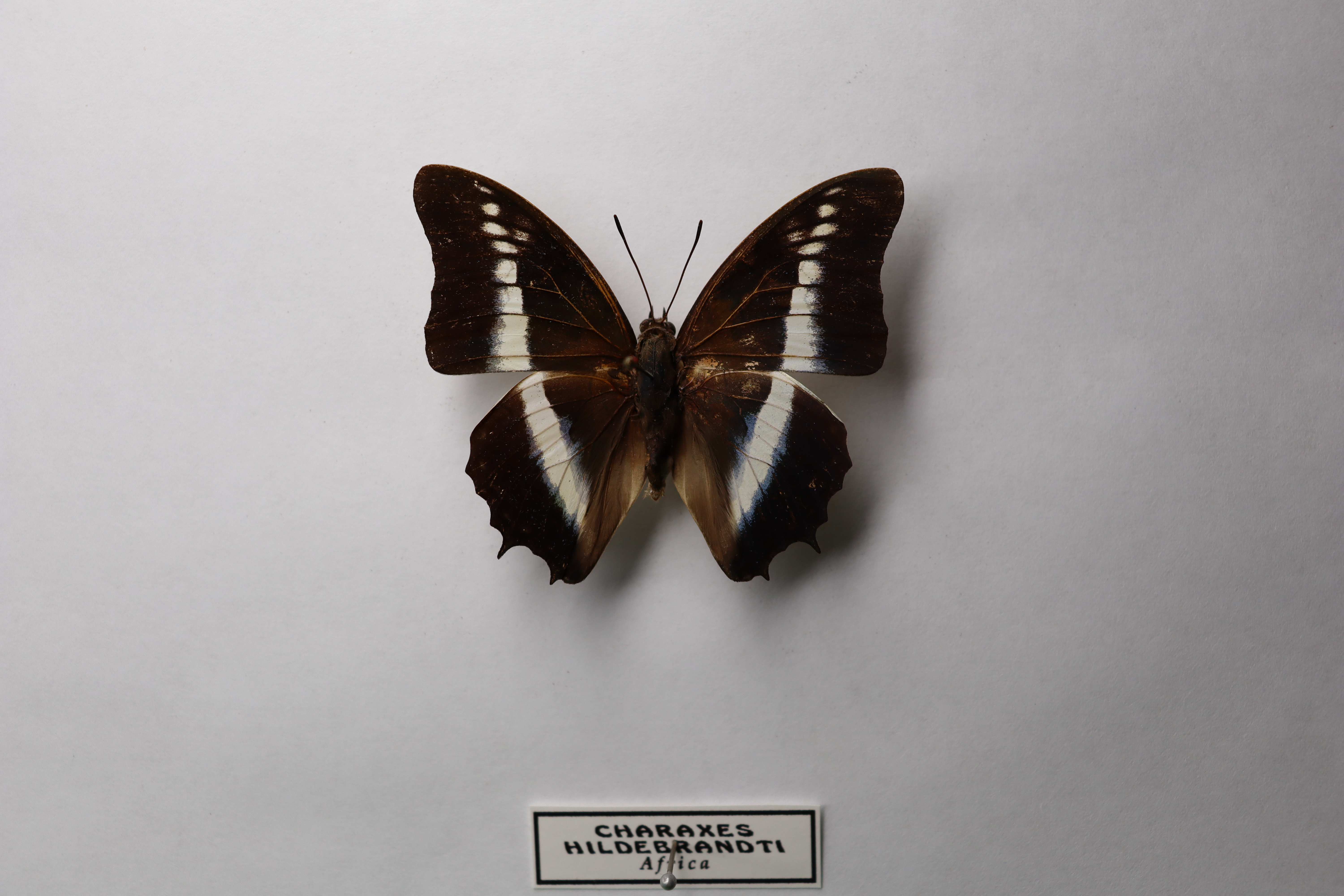 Charaxes hildebrandti
