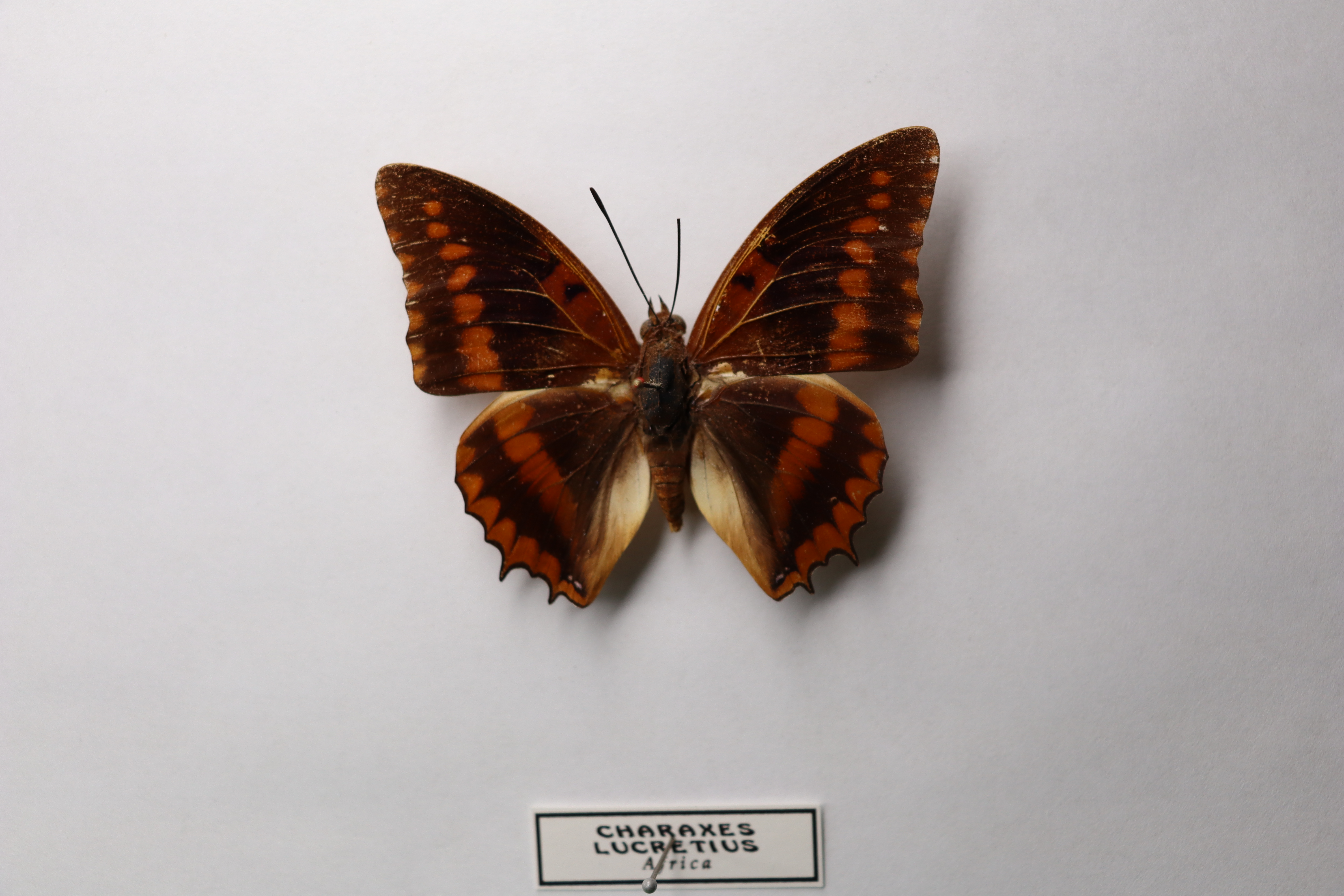Charaxes lucretius