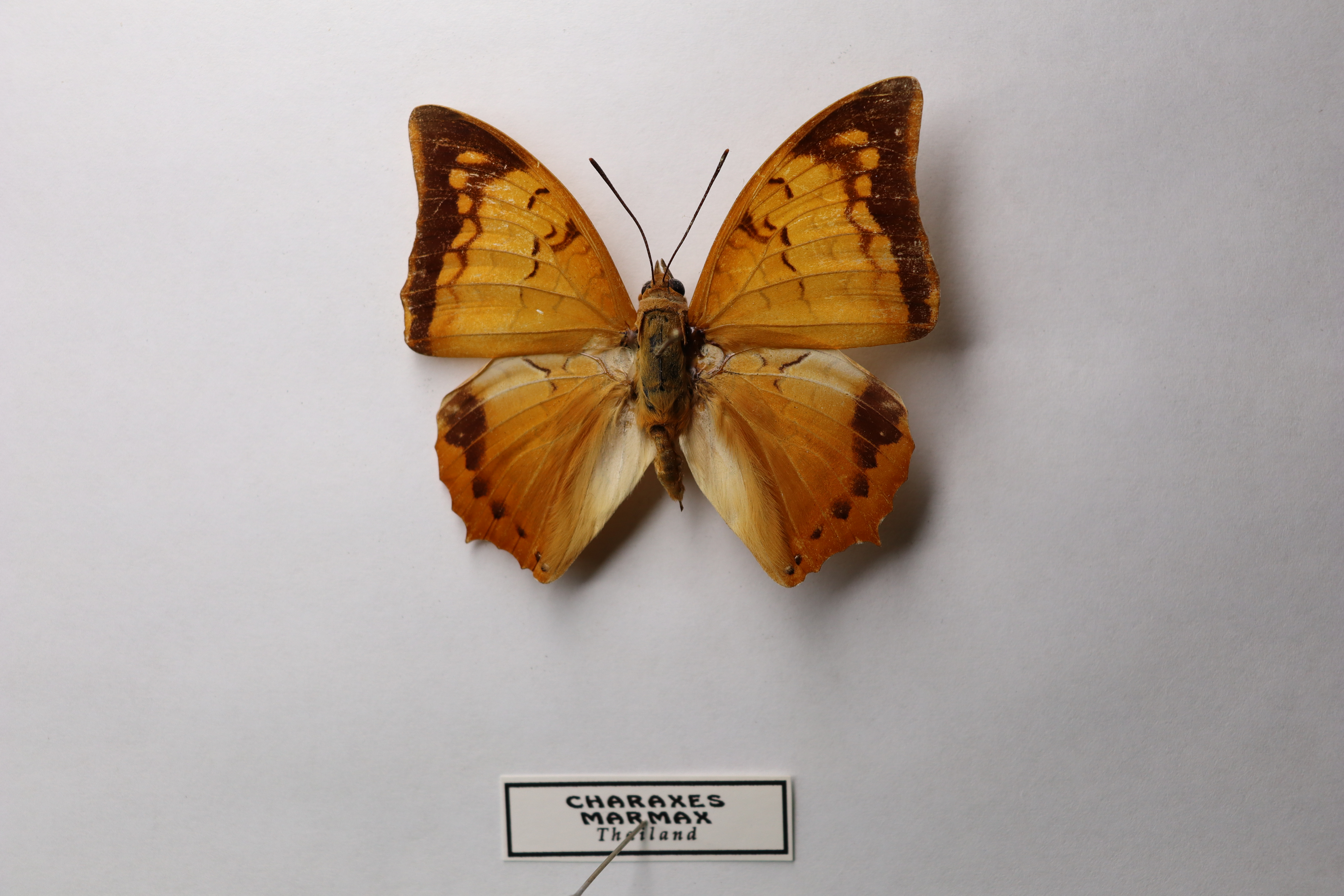 Charaxes marmax