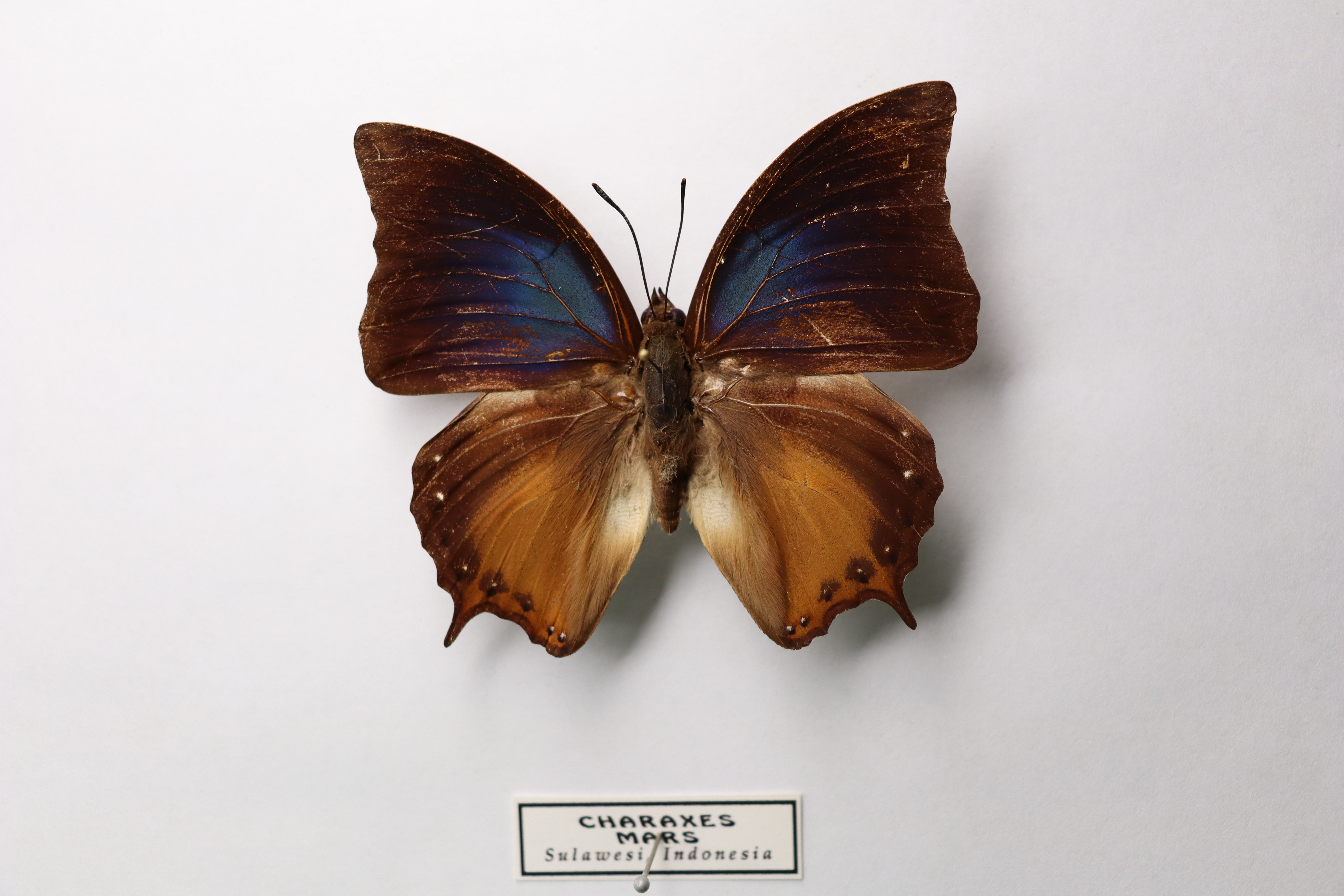 Charaxes Mars